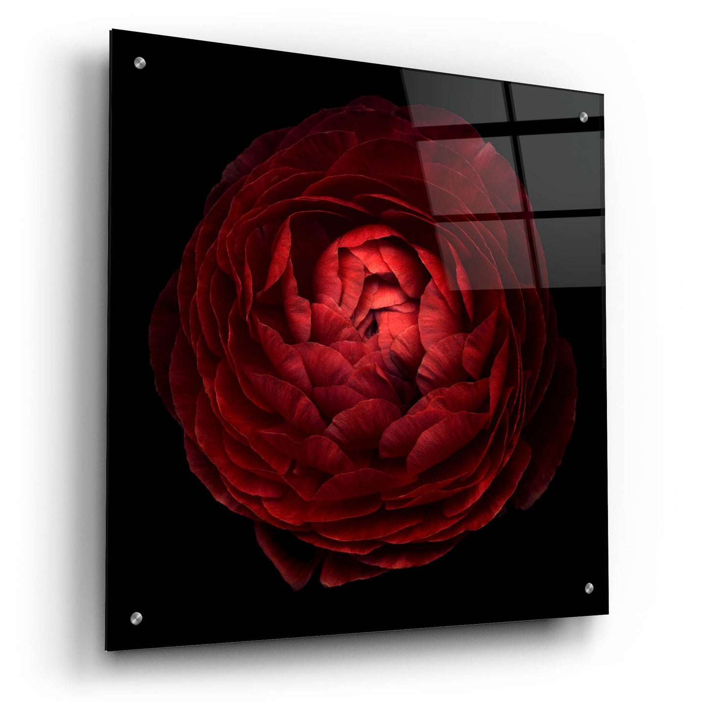 Epic Art 'Red Flower on Black 05' by Tom Quartermaine, Acrylic Glass Wall Art,24x24