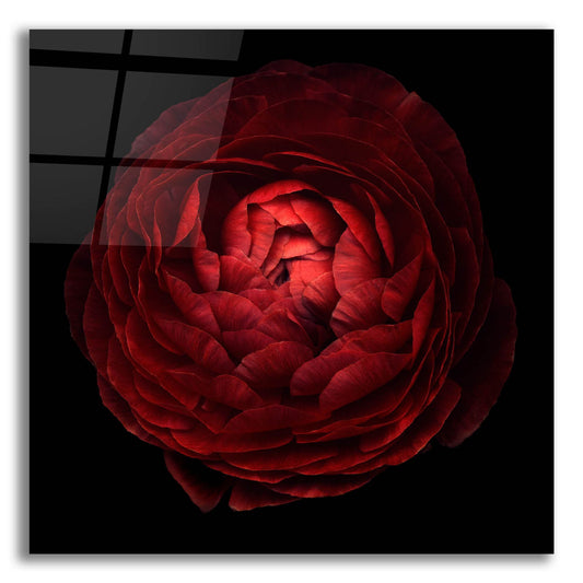 Epic Art 'Red Flower on Black 05' by Tom Quartermaine, Acrylic Glass Wall Art