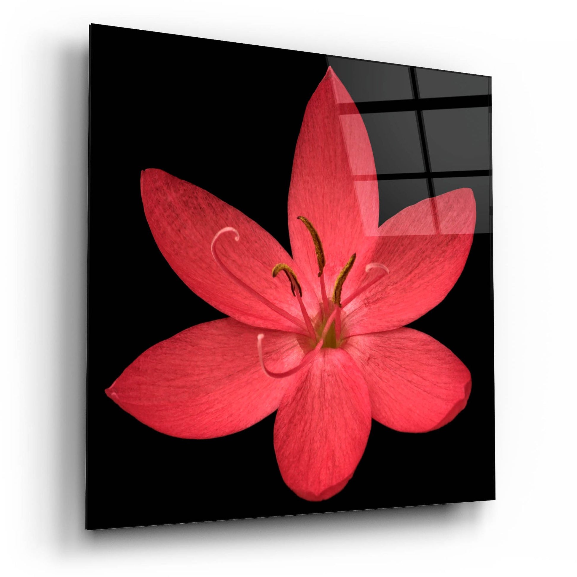 Epic Art 'Red Flower on Black 06' by Tom Quartermaine, Acrylic Glass Wall Art,12x12