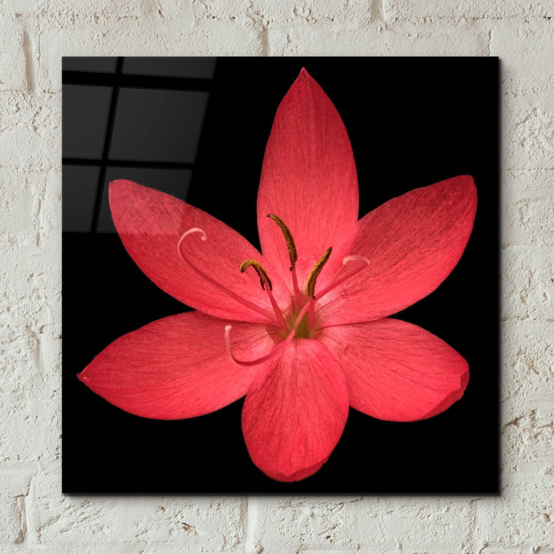 Epic Art 'Red Flower on Black 06' by Tom Quartermaine, Acrylic Glass Wall Art,12x12