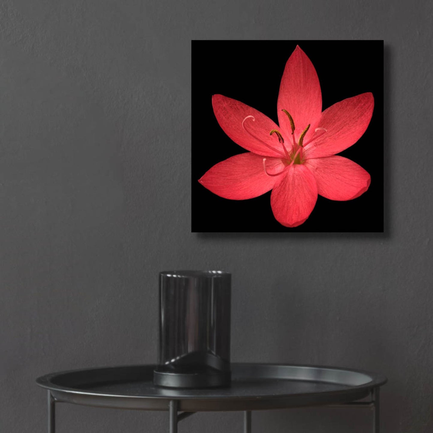 Epic Art 'Red Flower on Black 06' by Tom Quartermaine, Acrylic Glass Wall Art,12x12