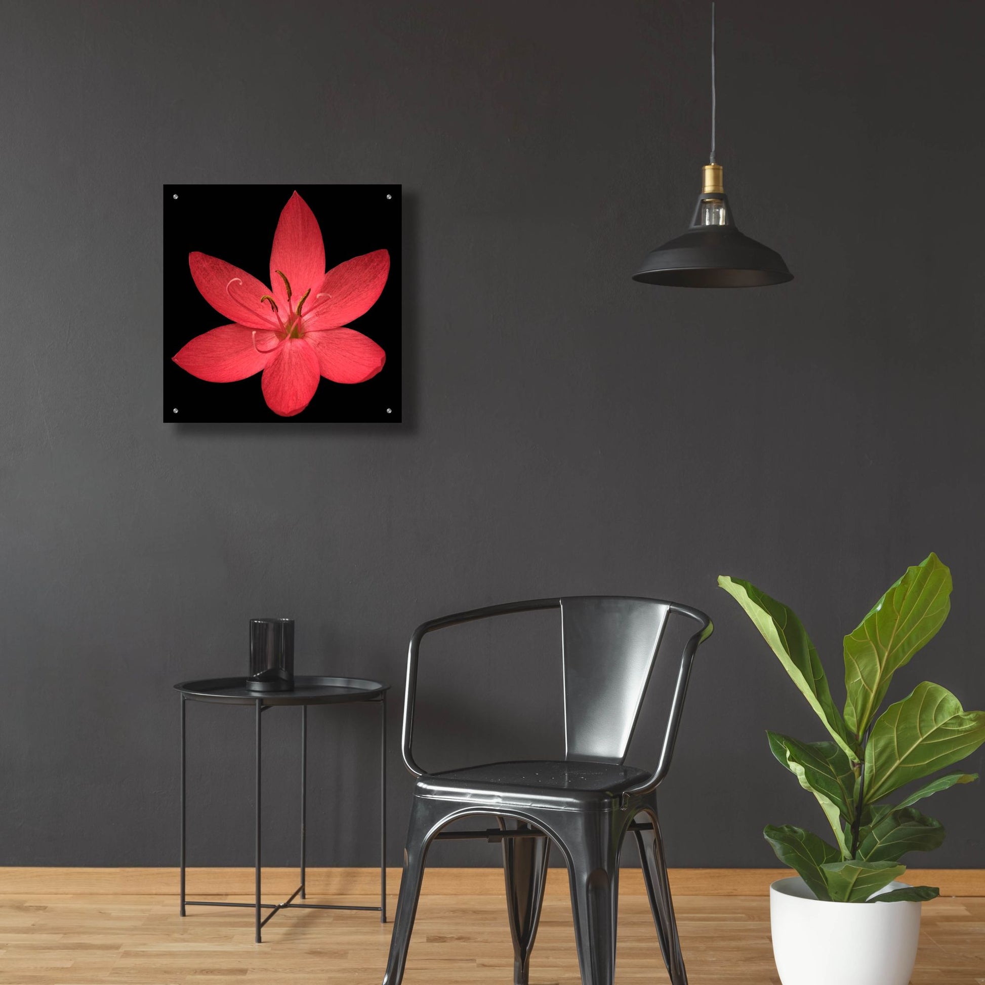 Epic Art 'Red Flower on Black 06' by Tom Quartermaine, Acrylic Glass Wall Art,24x24