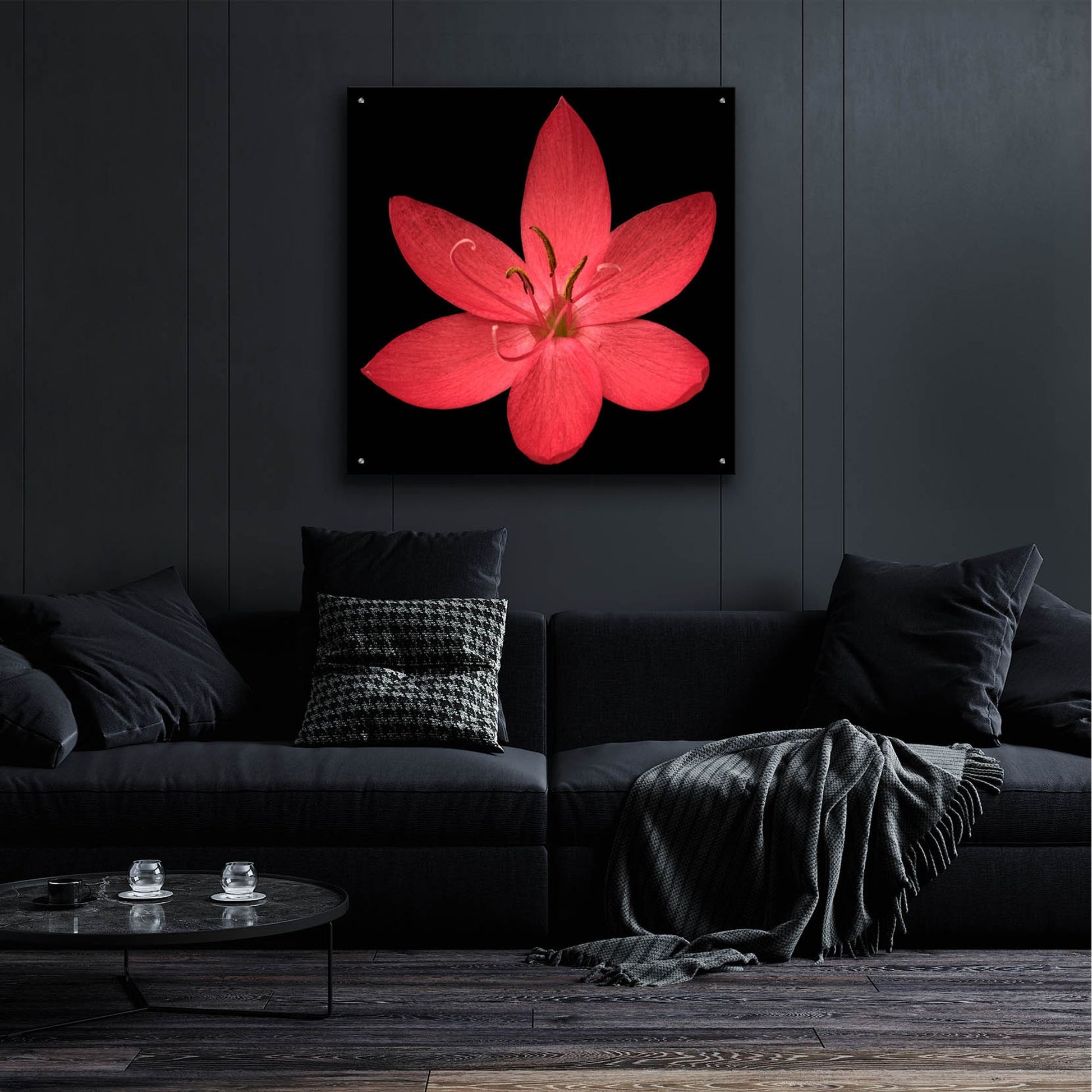 Epic Art 'Red Flower on Black 06' by Tom Quartermaine, Acrylic Glass Wall Art,36x36