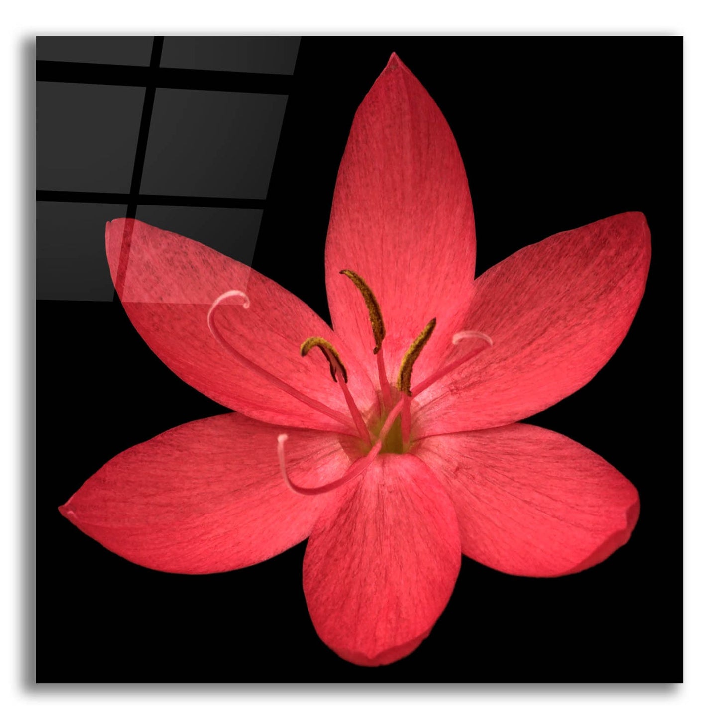 Epic Art 'Red Flower on Black 06' by Tom Quartermaine, Acrylic Glass Wall Art