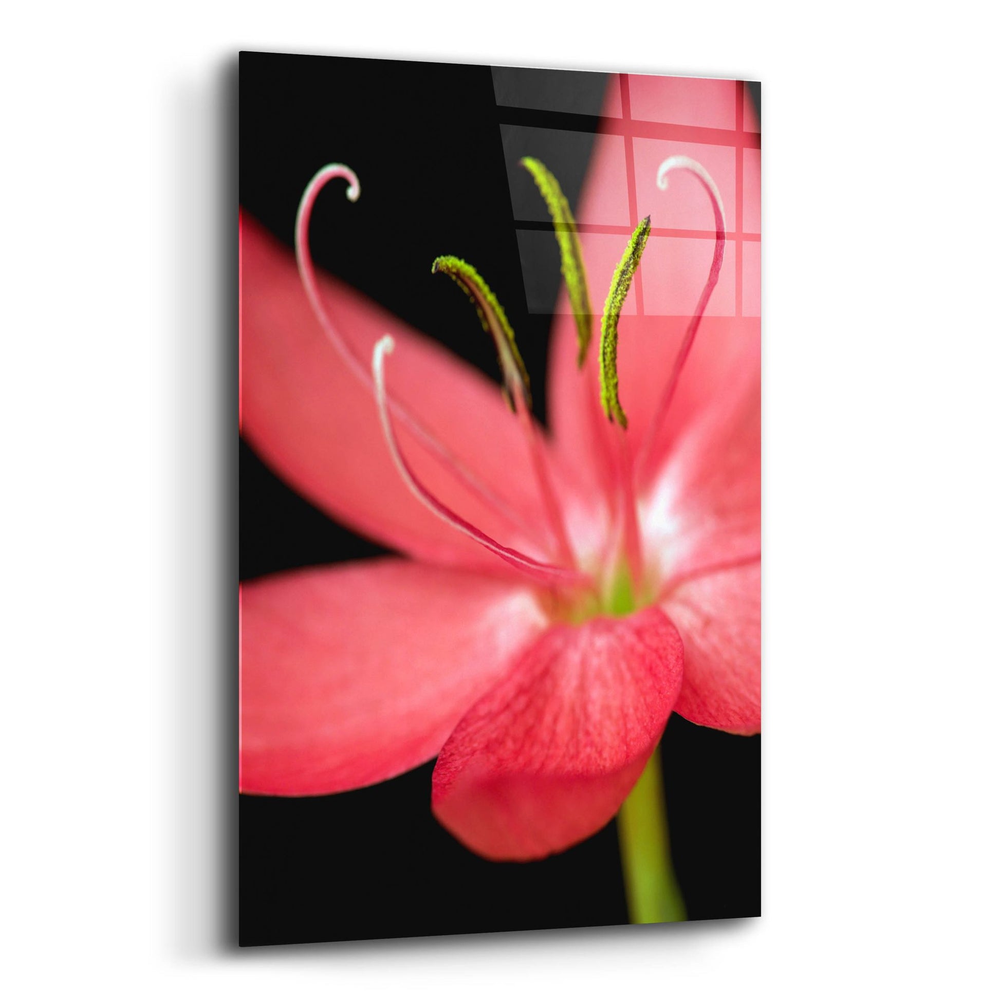 Epic Art 'Red Flower on Black 07' by Tom Quartermaine, Acrylic Glass Wall Art,12x16