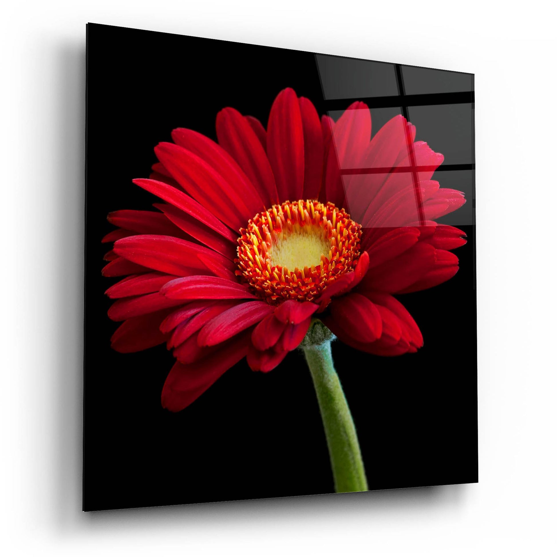 Epic Art 'Red Gerbera on Black 01' by Tom Quartermaine, Acrylic Glass Wall Art,12x12