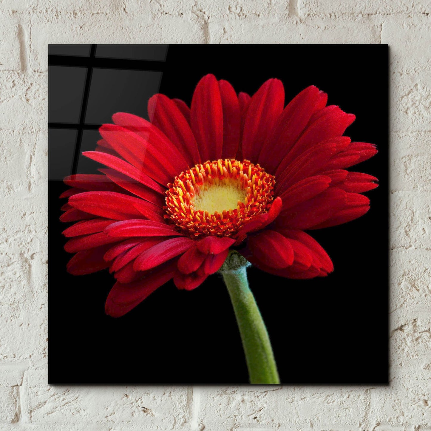 Epic Art 'Red Gerbera on Black 01' by Tom Quartermaine, Acrylic Glass Wall Art,12x12