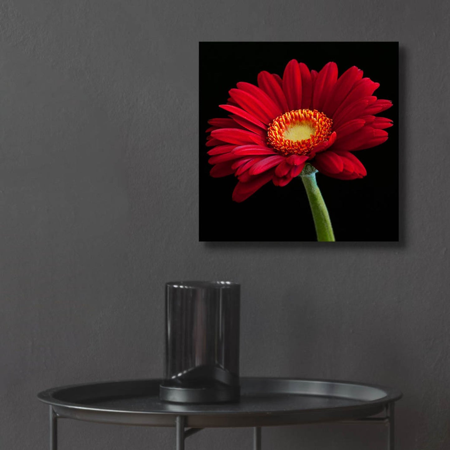 Epic Art 'Red Gerbera on Black 01' by Tom Quartermaine, Acrylic Glass Wall Art,12x12