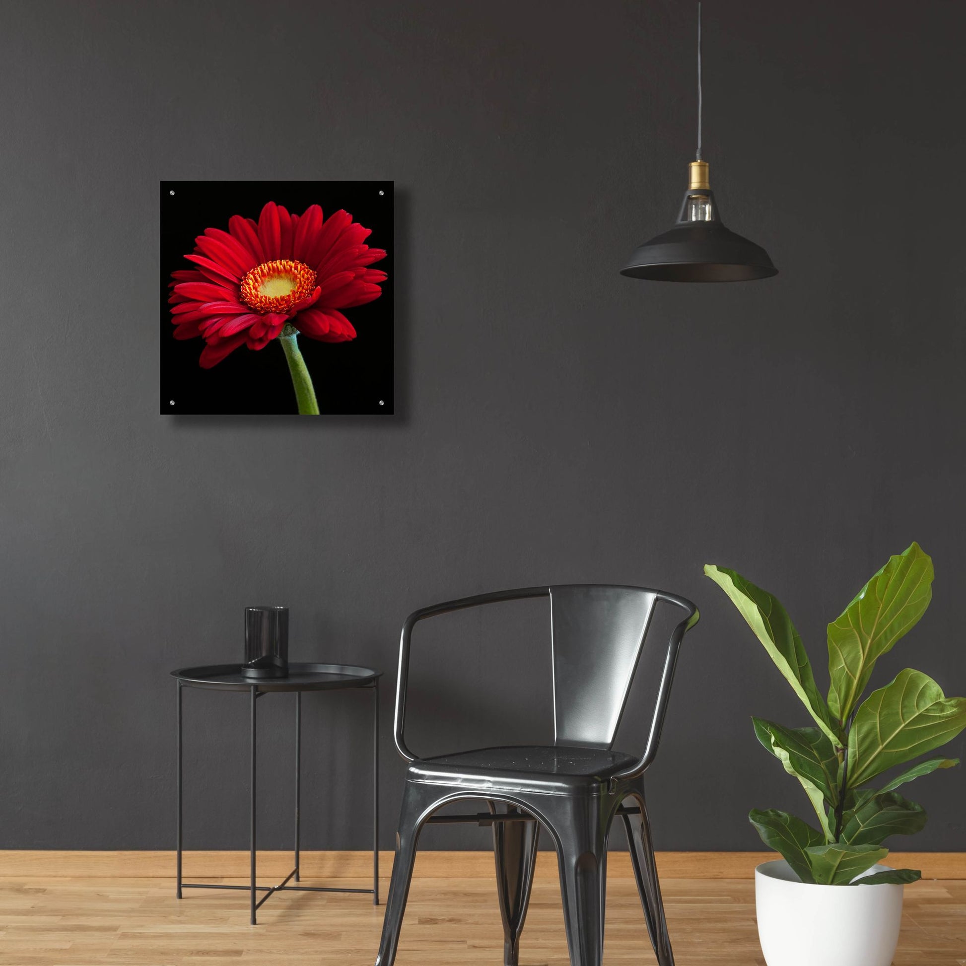 Epic Art 'Red Gerbera on Black 01' by Tom Quartermaine, Acrylic Glass Wall Art,24x24