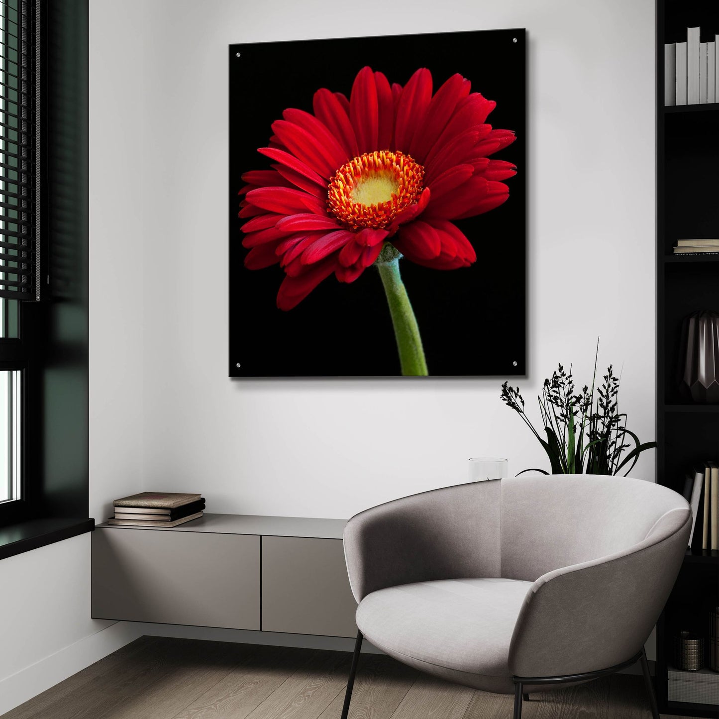 Epic Art 'Red Gerbera on Black 01' by Tom Quartermaine, Acrylic Glass Wall Art,36x36