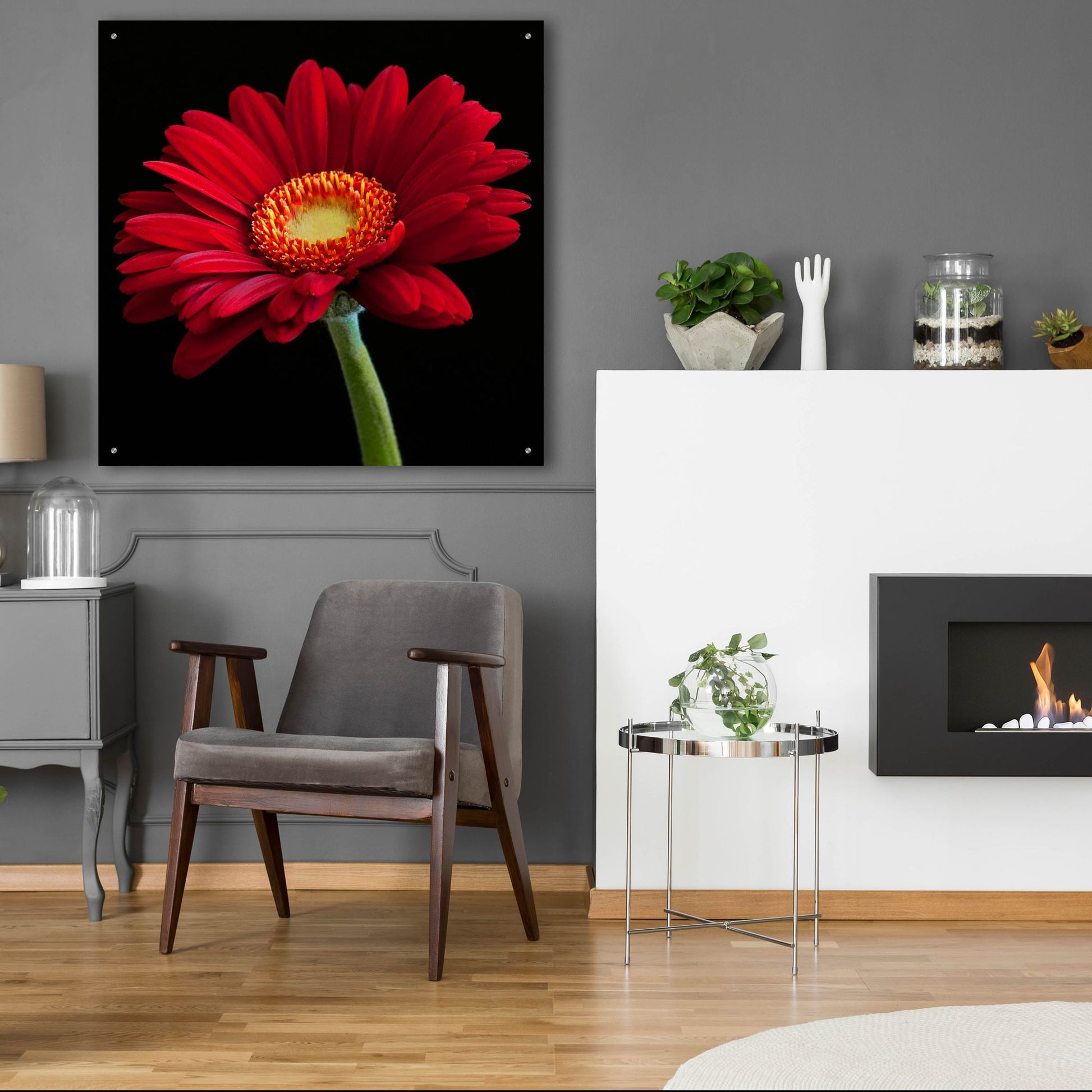 Epic Art 'Red Gerbera on Black 01' by Tom Quartermaine, Acrylic Glass Wall Art,36x36