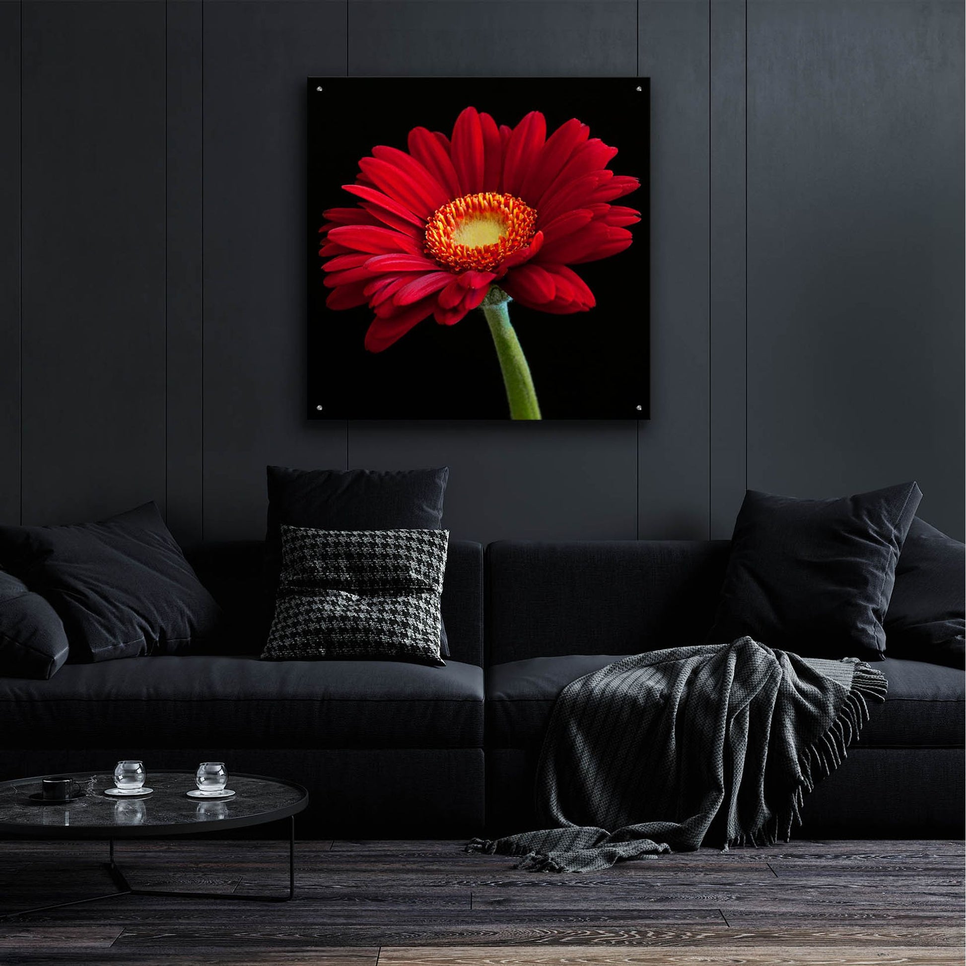 Epic Art 'Red Gerbera on Black 01' by Tom Quartermaine, Acrylic Glass Wall Art,36x36