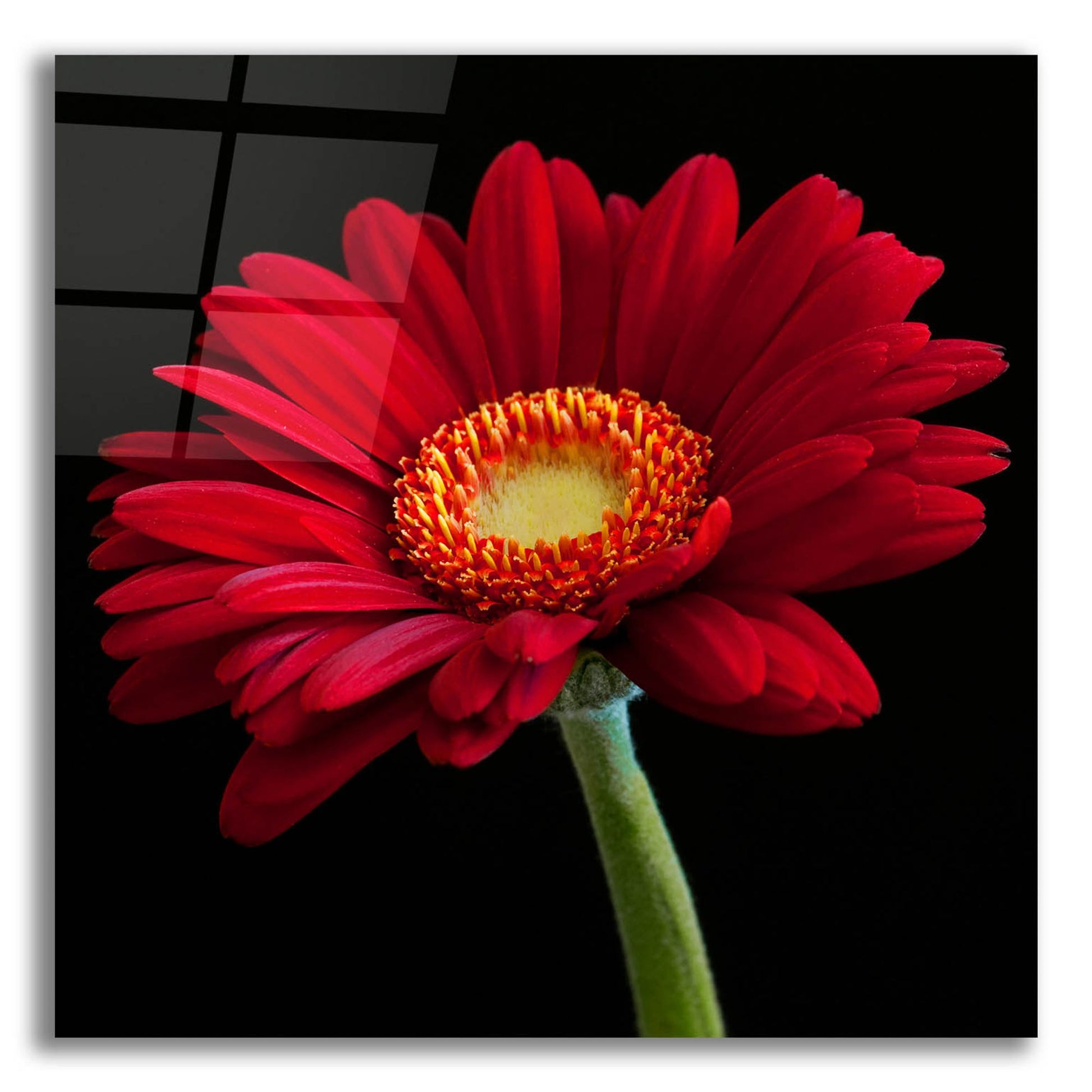 Epic Art 'Red Gerbera on Black 01' by Tom Quartermaine, Acrylic Glass Wall Art