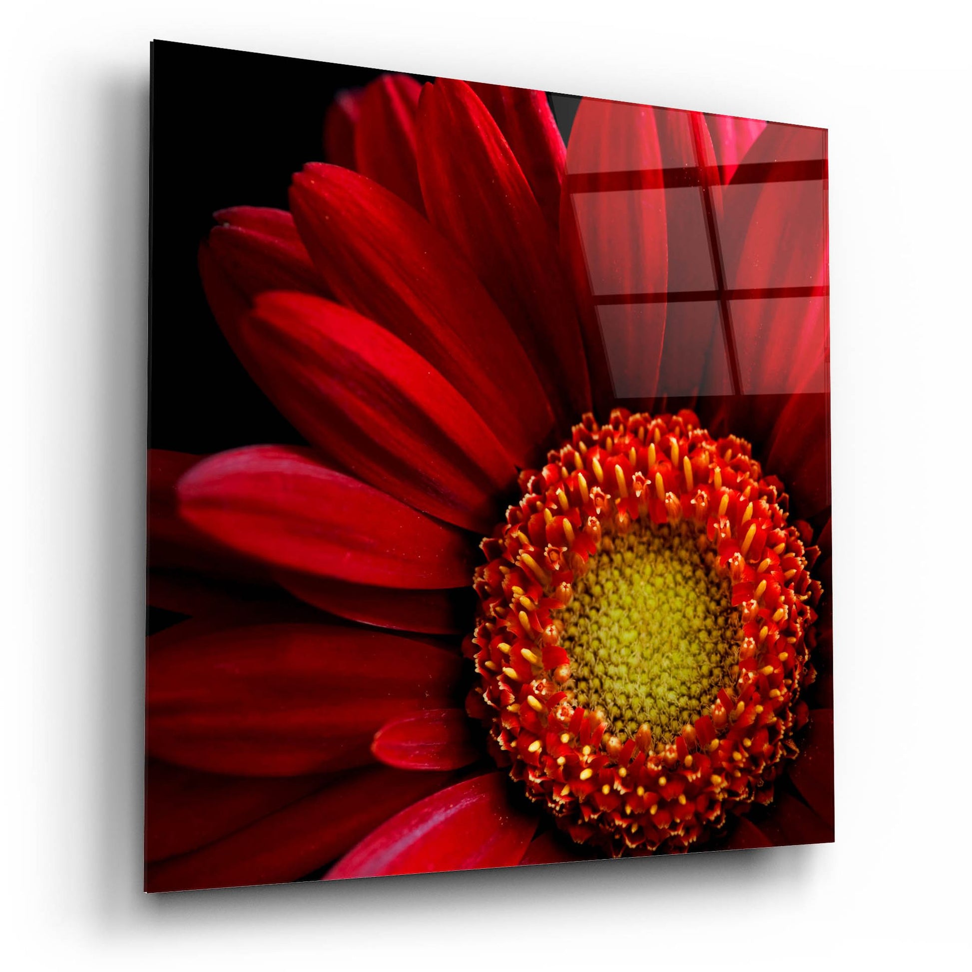 Epic Art 'Red Gerbera on Black 02' by Tom Quartermaine, Acrylic Glass Wall Art,12x12