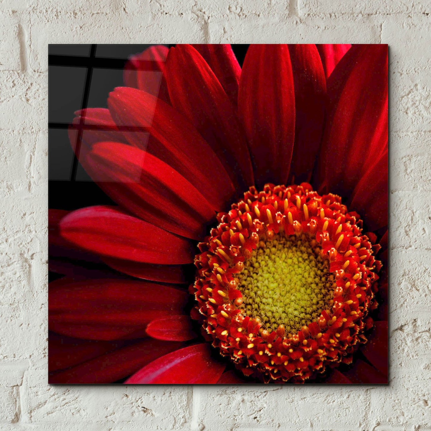 Epic Art 'Red Gerbera on Black 02' by Tom Quartermaine, Acrylic Glass Wall Art,12x12