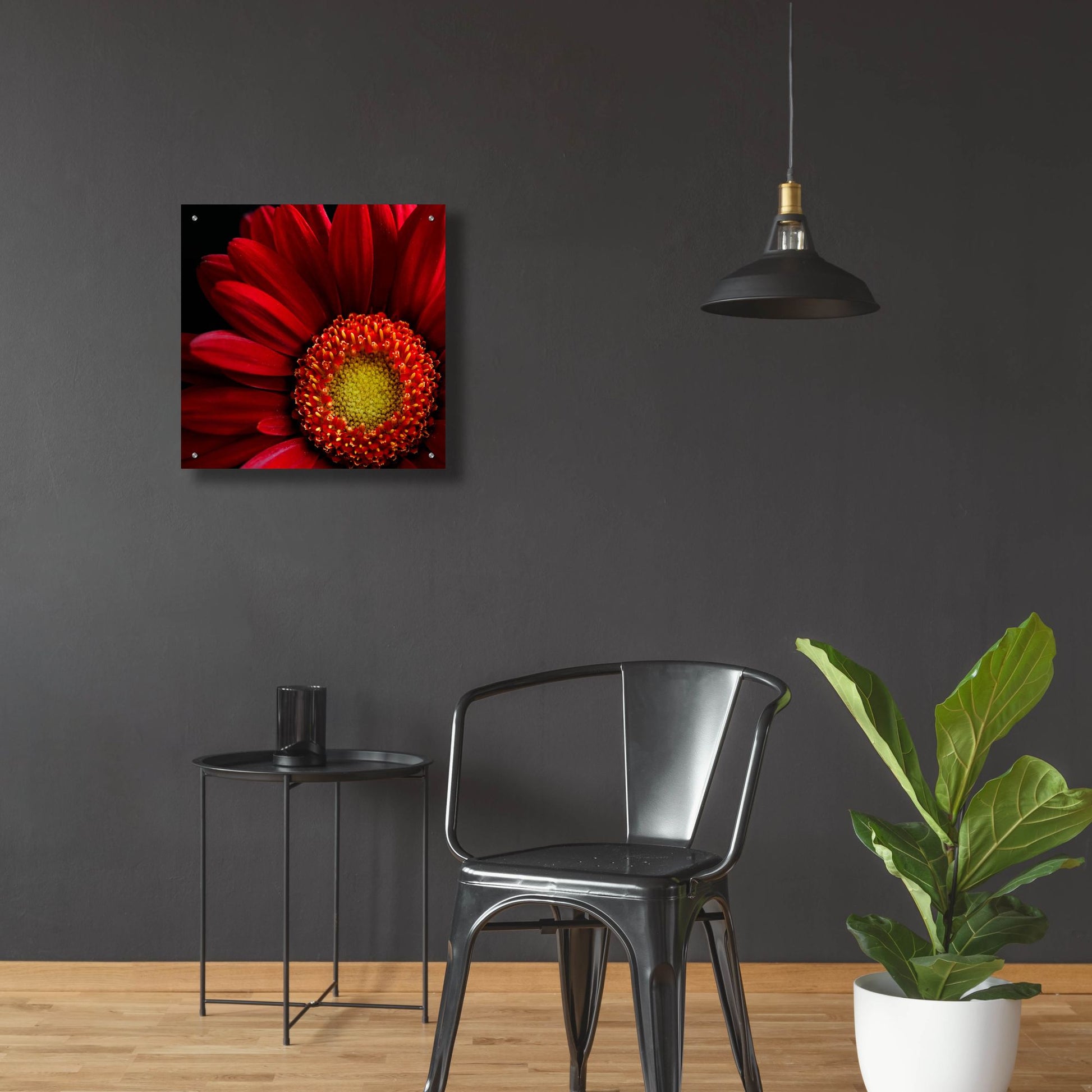 Epic Art 'Red Gerbera on Black 02' by Tom Quartermaine, Acrylic Glass Wall Art,24x24