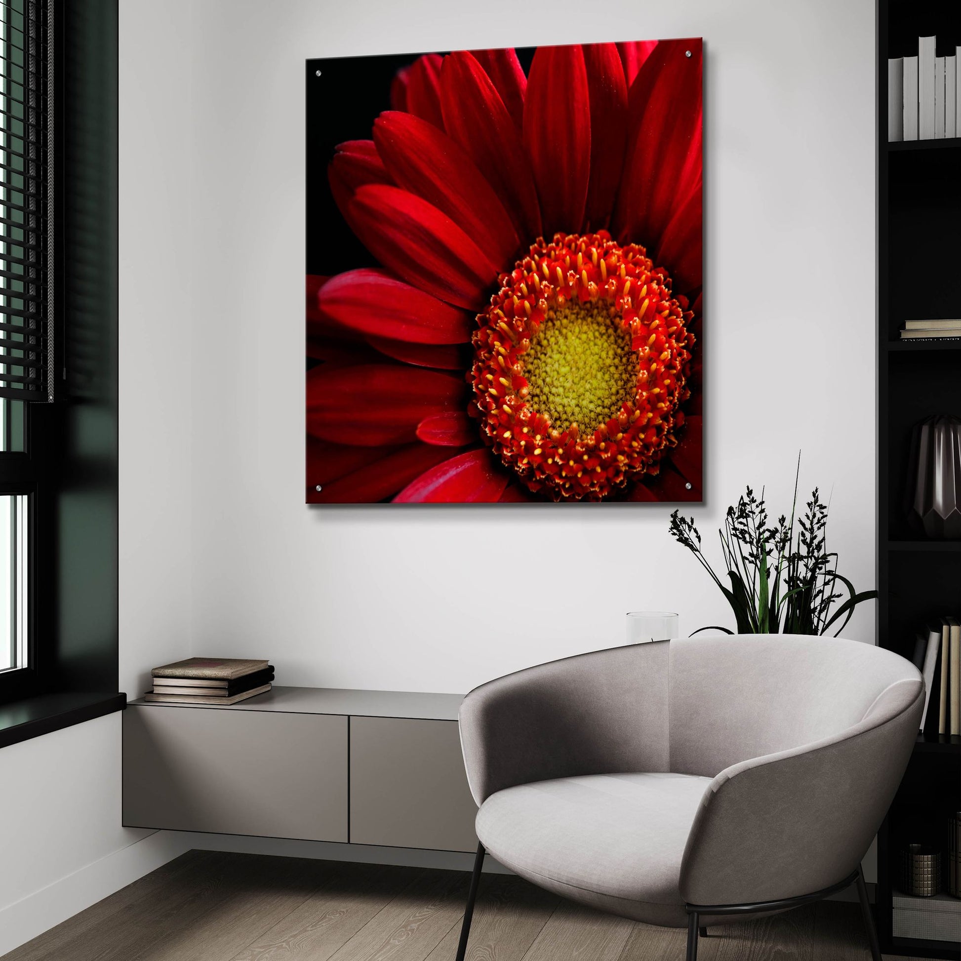 Epic Art 'Red Gerbera on Black 02' by Tom Quartermaine, Acrylic Glass Wall Art,36x36