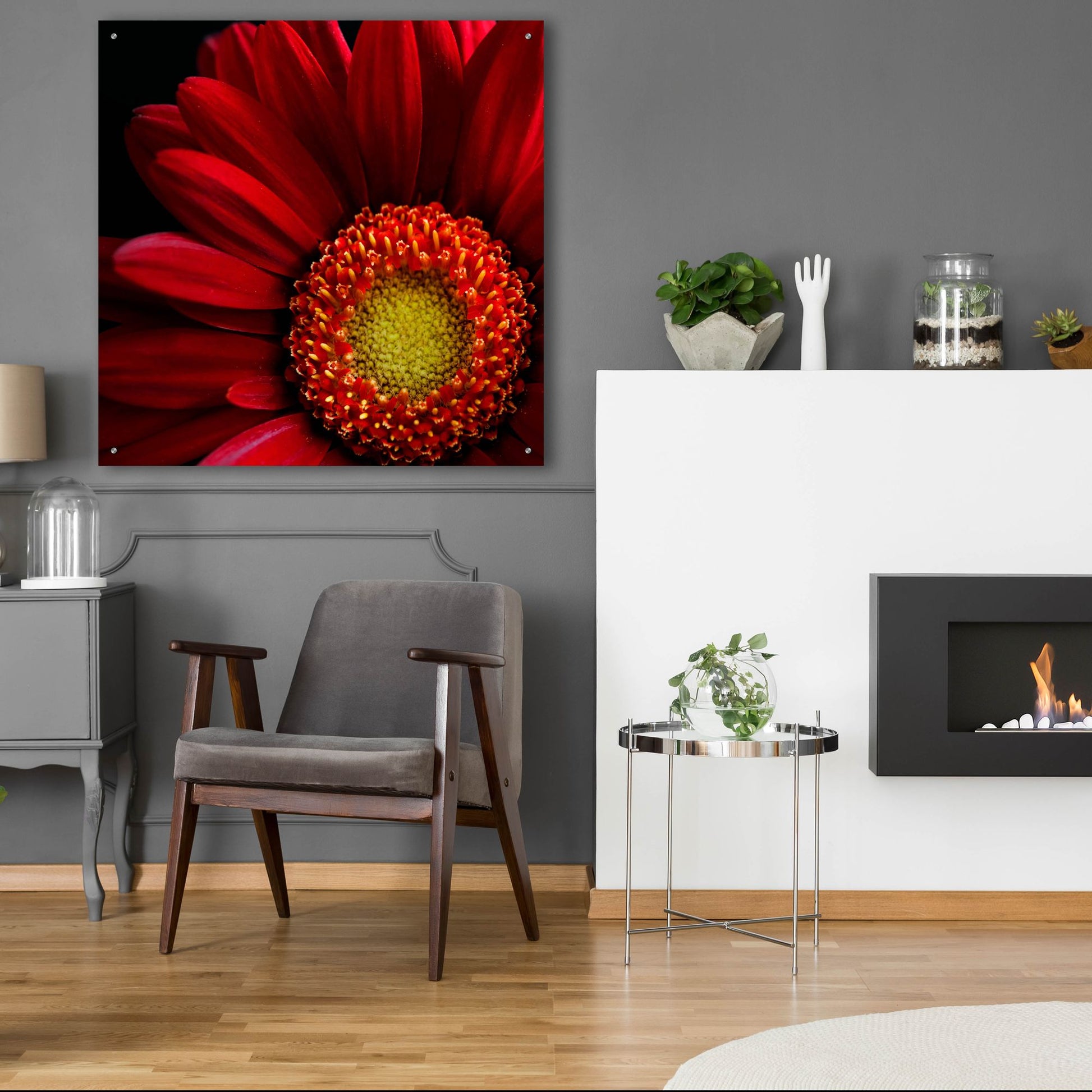 Epic Art 'Red Gerbera on Black 02' by Tom Quartermaine, Acrylic Glass Wall Art,36x36