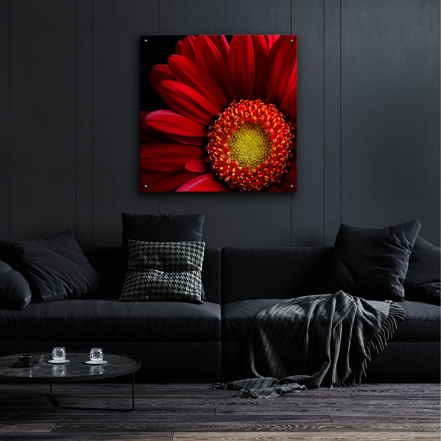 Epic Art 'Red Gerbera on Black 02' by Tom Quartermaine, Acrylic Glass Wall Art,36x36