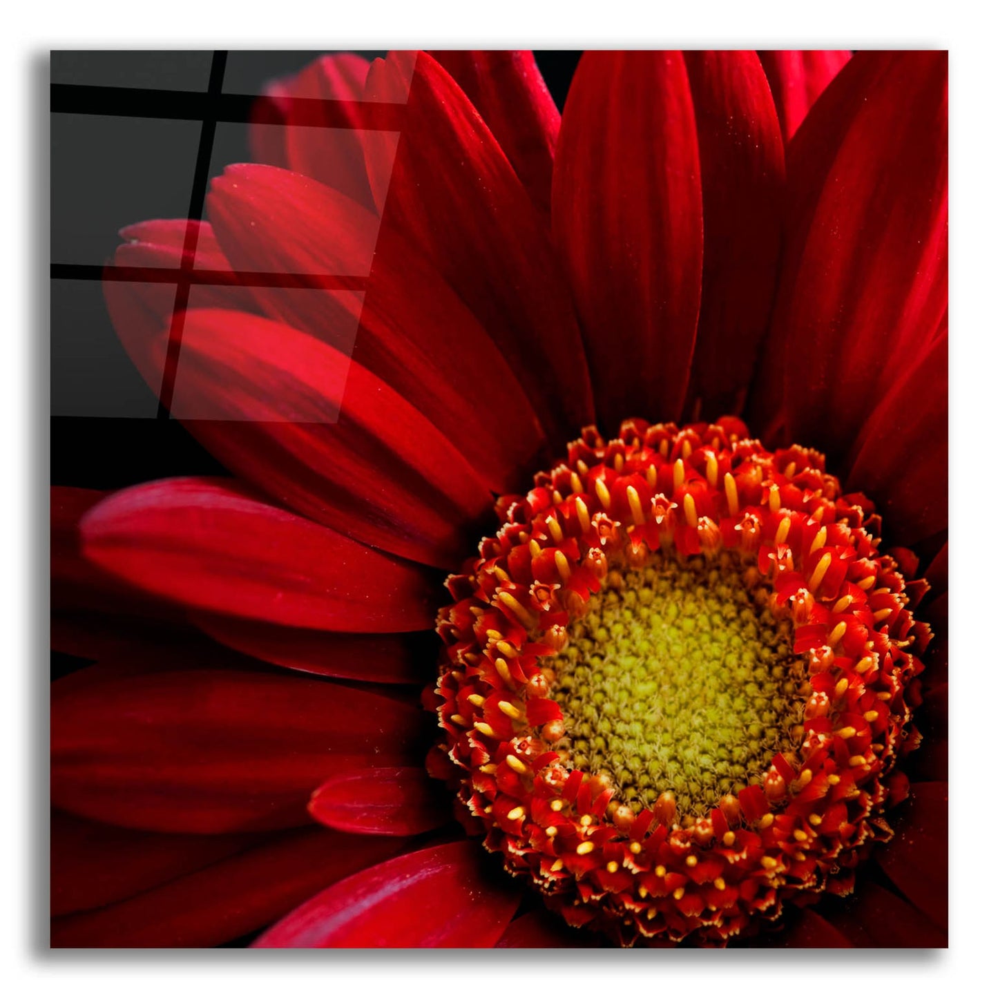 Epic Art 'Red Gerbera on Black 02' by Tom Quartermaine, Acrylic Glass Wall Art