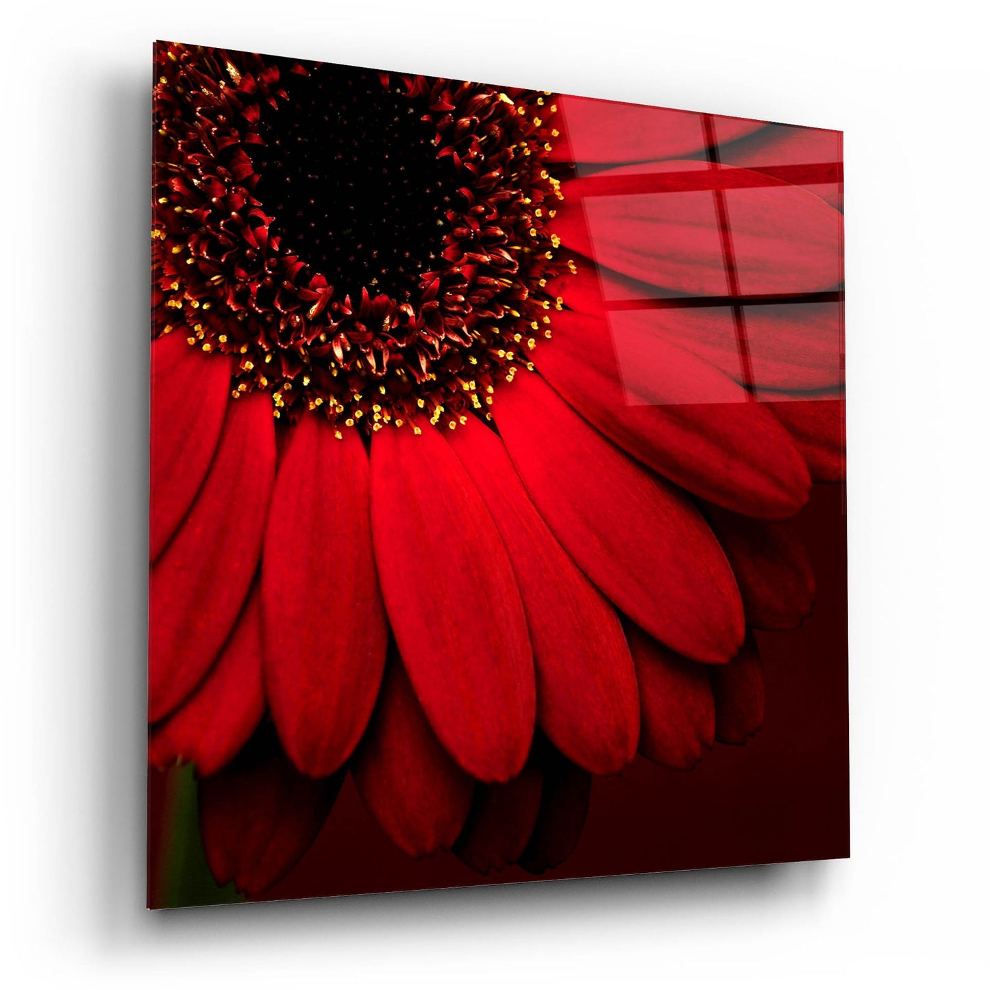 Epic Art 'Red Gerbera on Red 01' by Tom Quartermaine, Acrylic Glass Wall Art,12x12