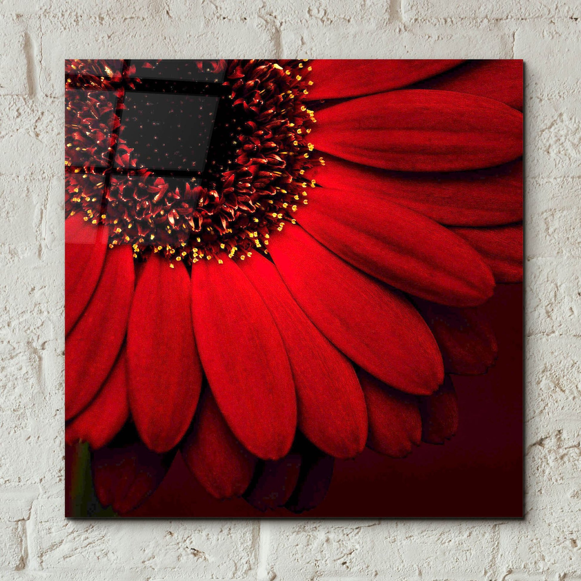 Epic Art 'Red Gerbera on Red 01' by Tom Quartermaine, Acrylic Glass Wall Art,12x12