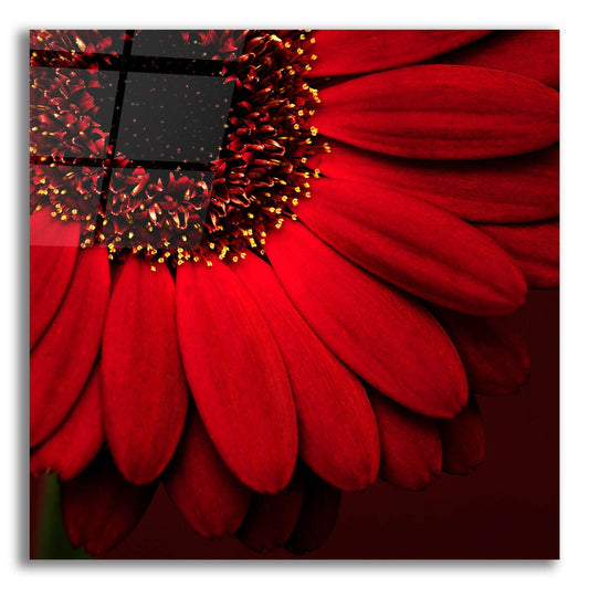 Epic Art 'Red Gerbera on Red 01' by Tom Quartermaine, Acrylic Glass Wall Art