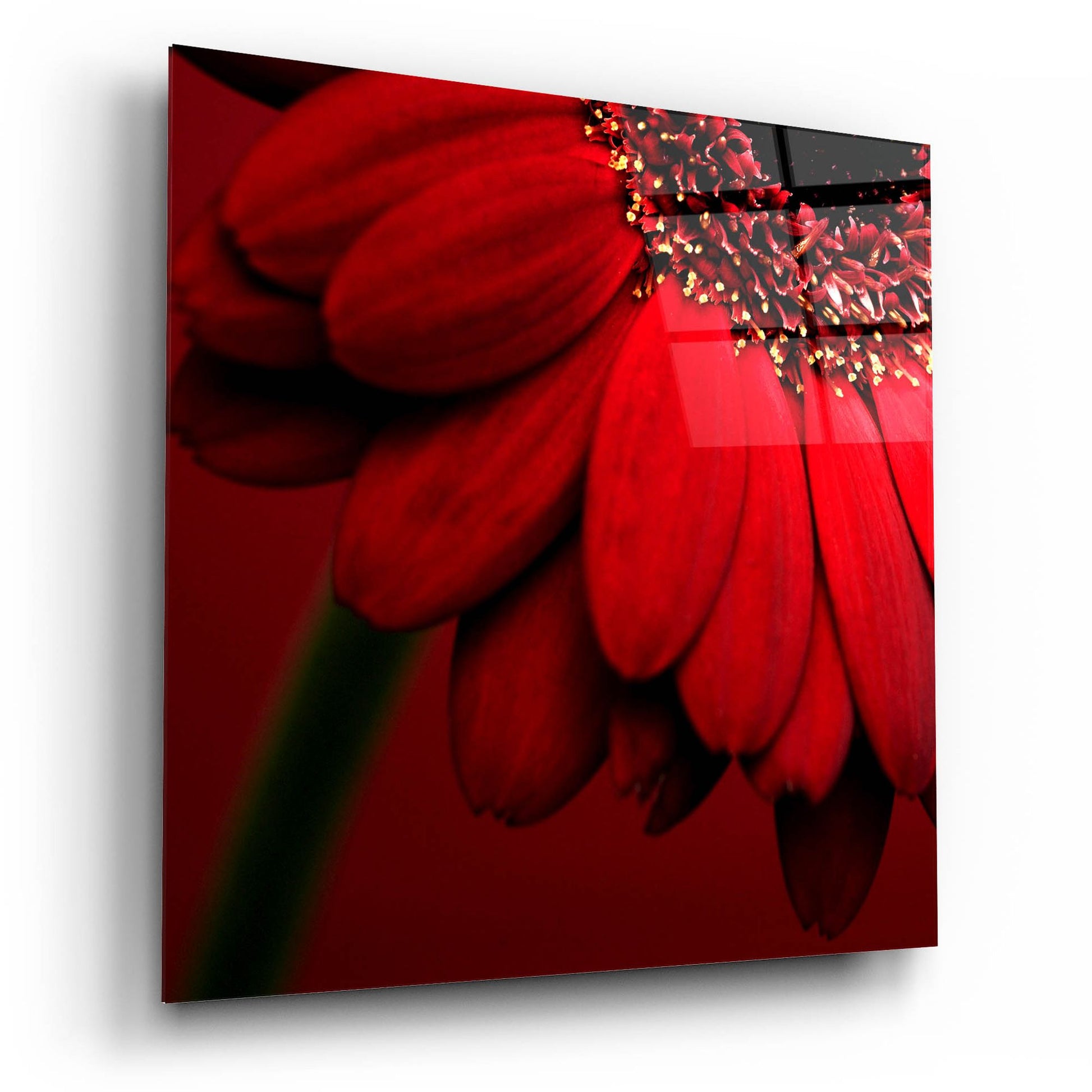 Epic Art 'Red Gerbera on Red 02' by Tom Quartermaine, Acrylic Glass Wall Art,12x12