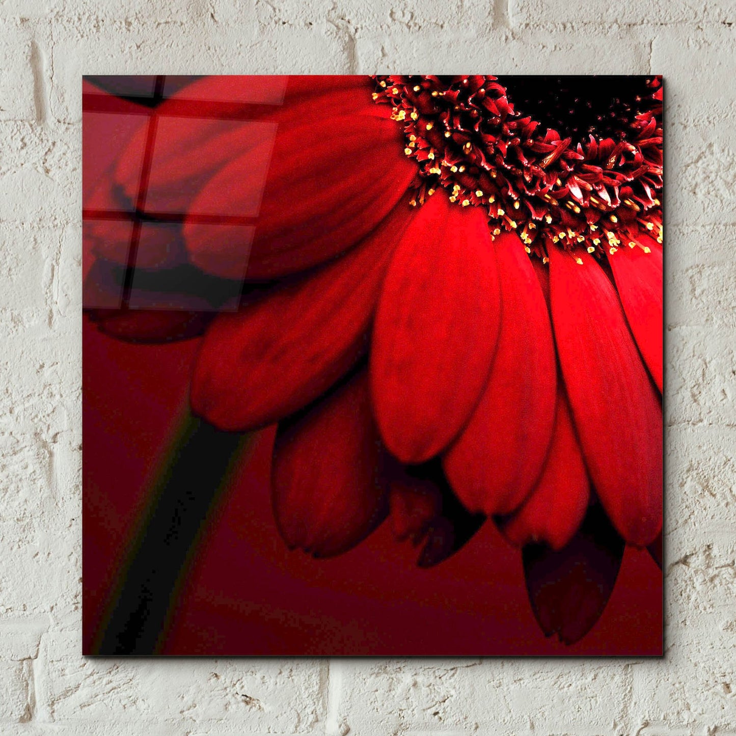 Epic Art 'Red Gerbera on Red 02' by Tom Quartermaine, Acrylic Glass Wall Art,12x12