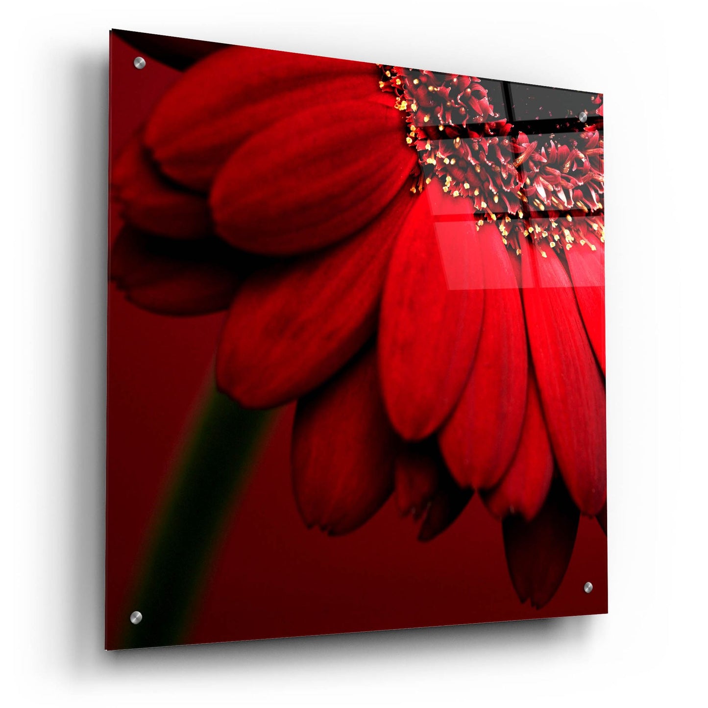 Epic Art 'Red Gerbera on Red 02' by Tom Quartermaine, Acrylic Glass Wall Art,24x24