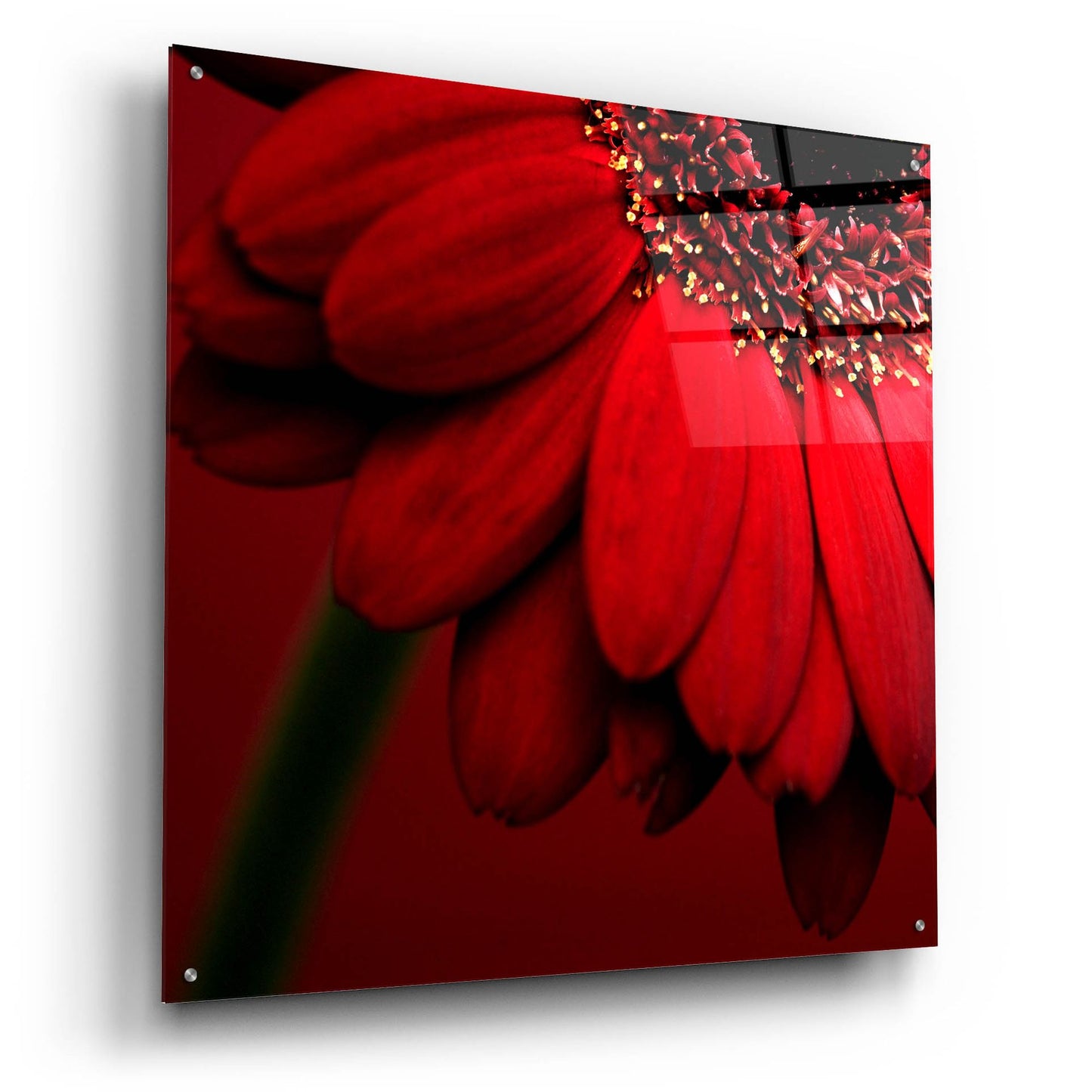 Epic Art 'Red Gerbera on Red 02' by Tom Quartermaine, Acrylic Glass Wall Art,36x36