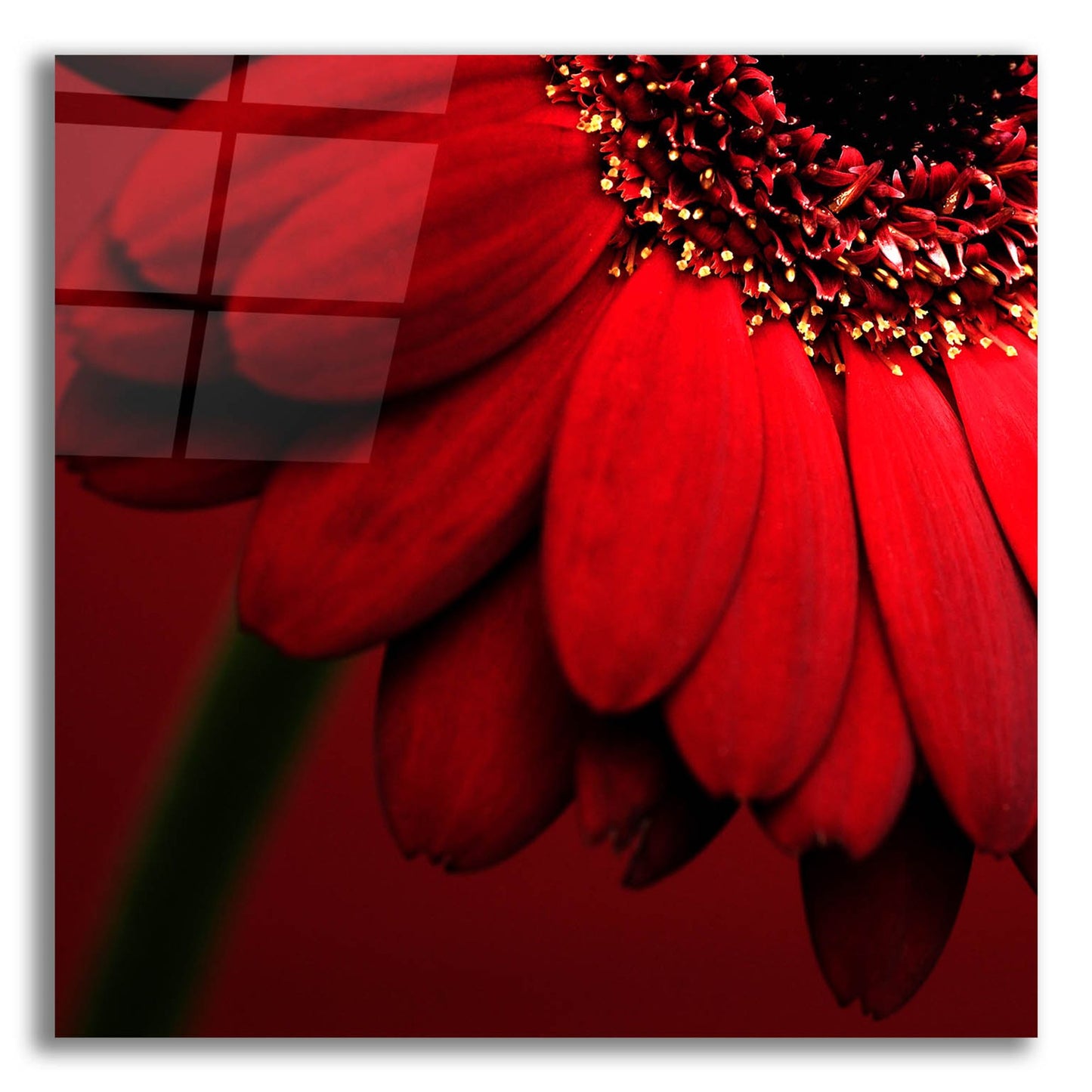 Epic Art 'Red Gerbera on Red 02' by Tom Quartermaine, Acrylic Glass Wall Art