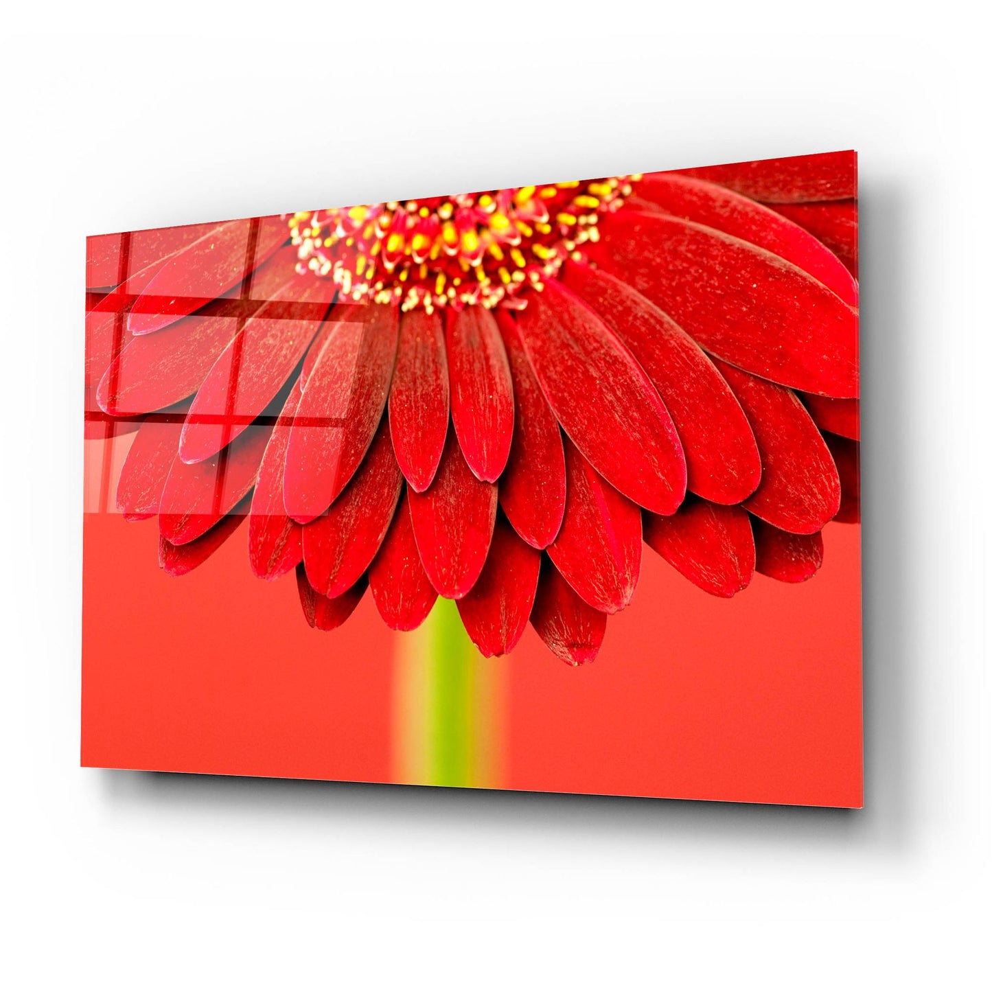 Epic Art 'Red Gerbera on Red 04' by Tom Quartermaine, Acrylic Glass Wall Art,24x16