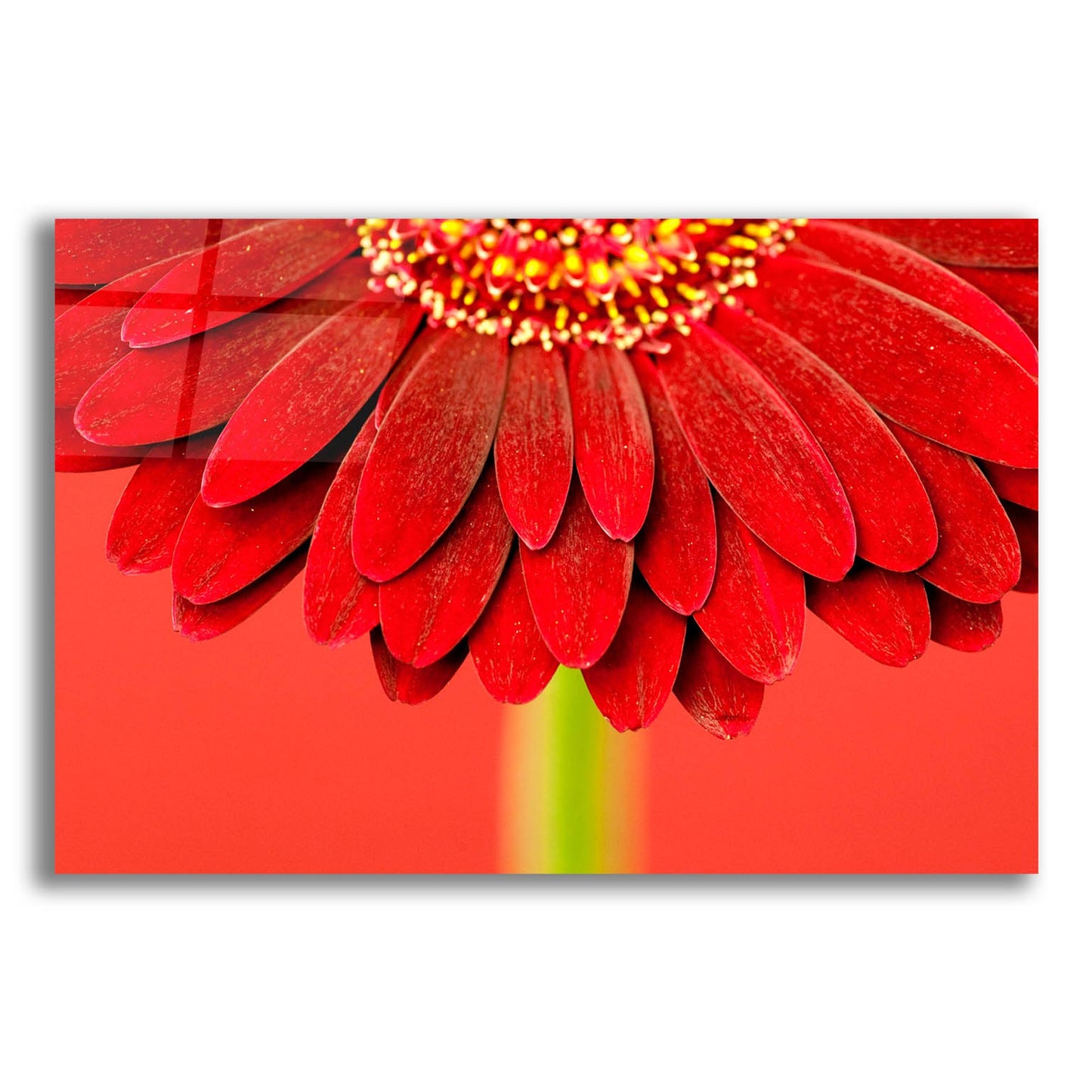 Epic Art 'Red Gerbera on Red 04' by Tom Quartermaine, Acrylic Glass Wall Art,24x16