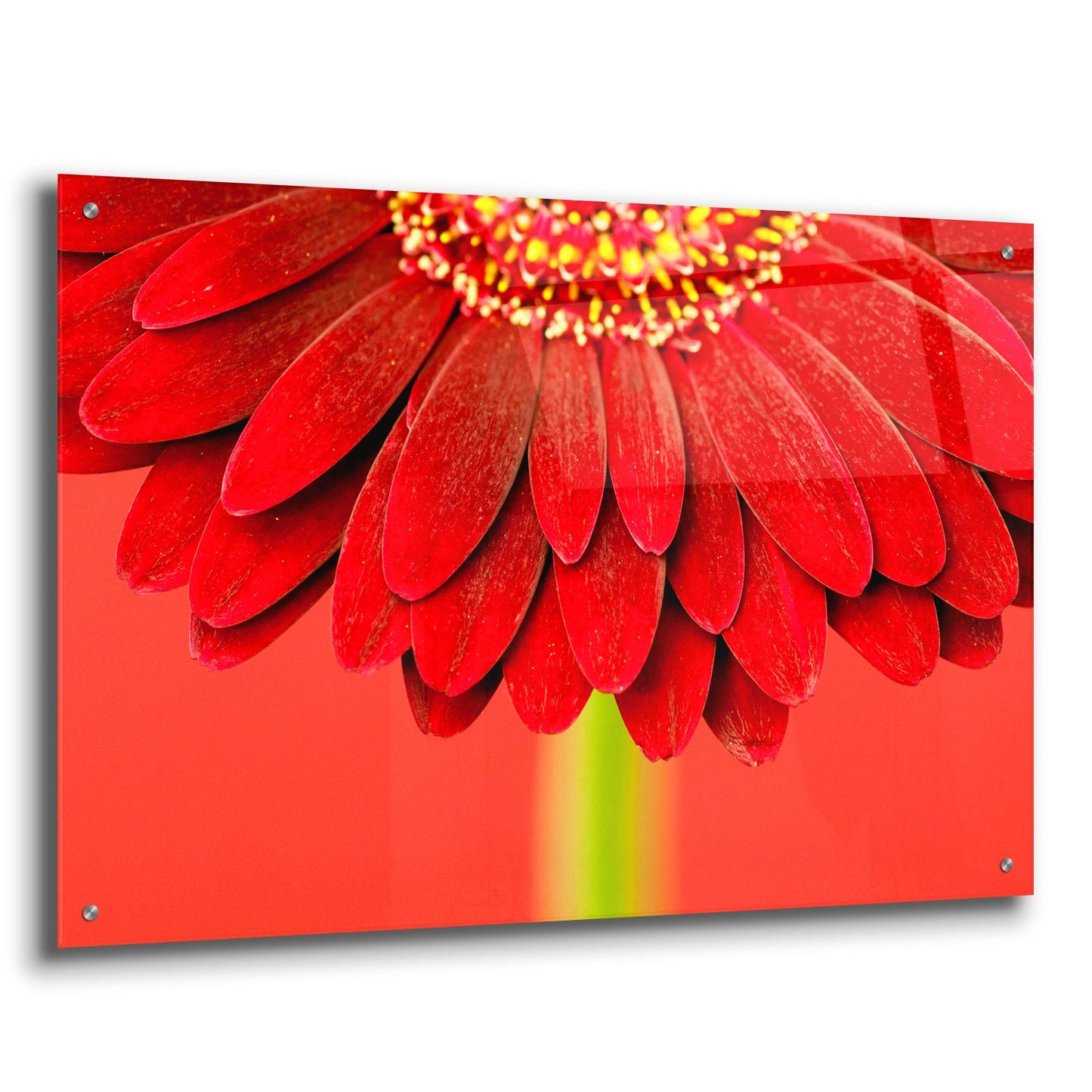 Epic Art 'Red Gerbera on Red 04' by Tom Quartermaine, Acrylic Glass Wall Art,36x24