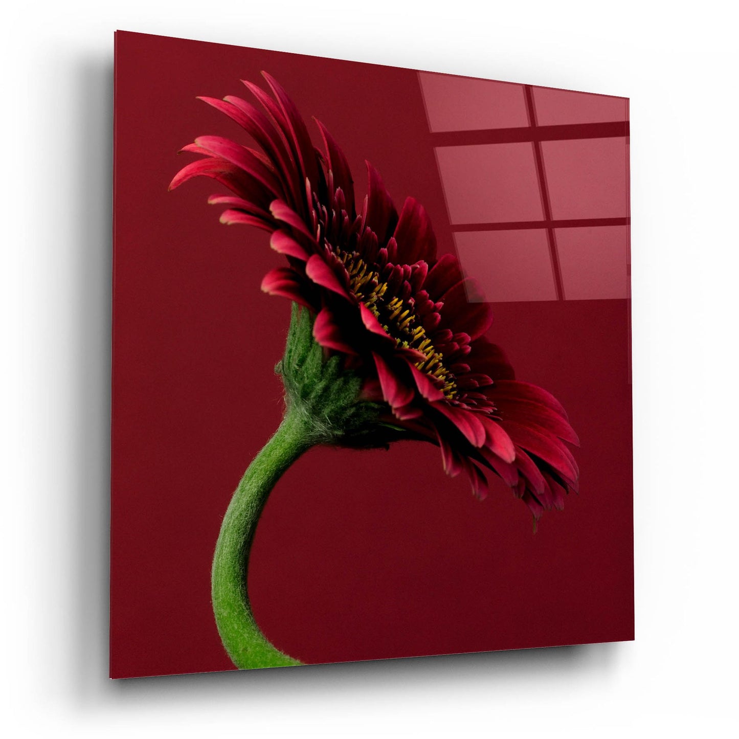 Epic Art 'Red Gerbera on Red 05' by Tom Quartermaine, Acrylic Glass Wall Art,12x12