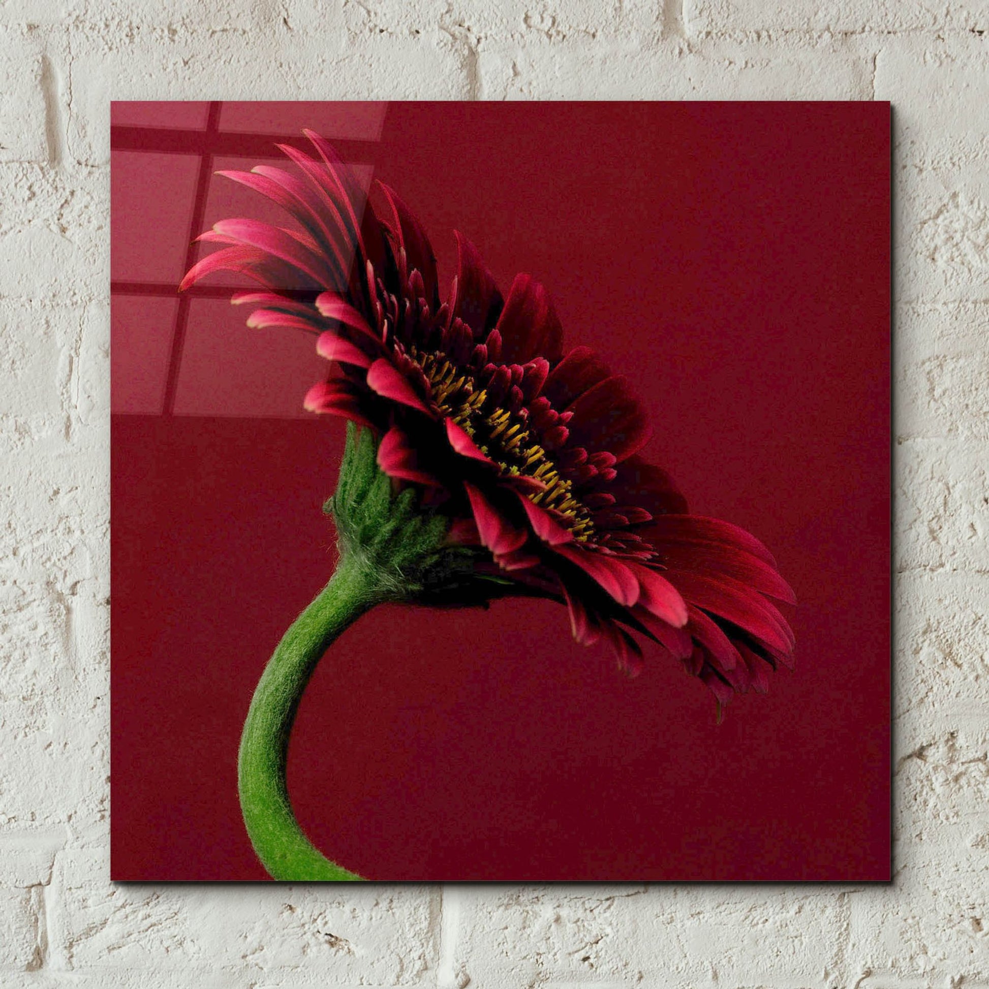 Epic Art 'Red Gerbera on Red 05' by Tom Quartermaine, Acrylic Glass Wall Art,12x12