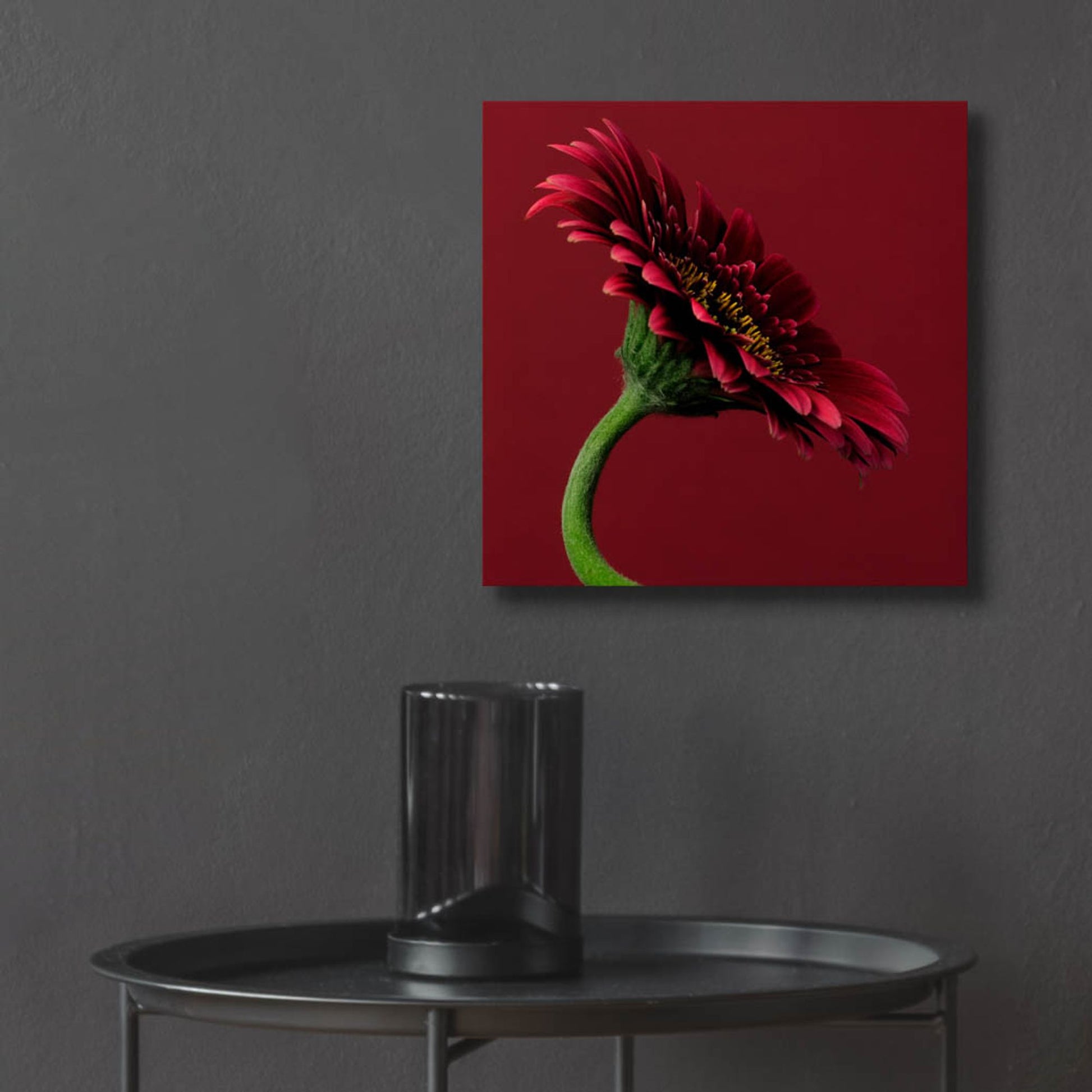 Epic Art 'Red Gerbera on Red 05' by Tom Quartermaine, Acrylic Glass Wall Art,12x12