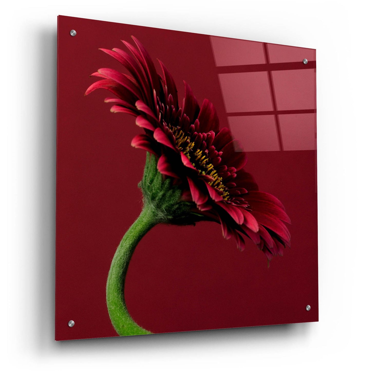 Epic Art 'Red Gerbera on Red 05' by Tom Quartermaine, Acrylic Glass Wall Art,24x24