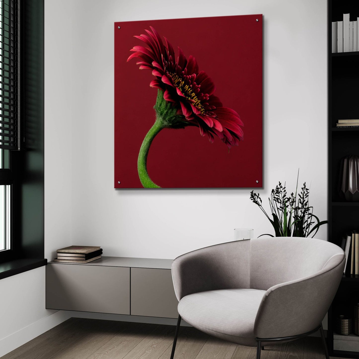 Epic Art 'Red Gerbera on Red 05' by Tom Quartermaine, Acrylic Glass Wall Art,36x36