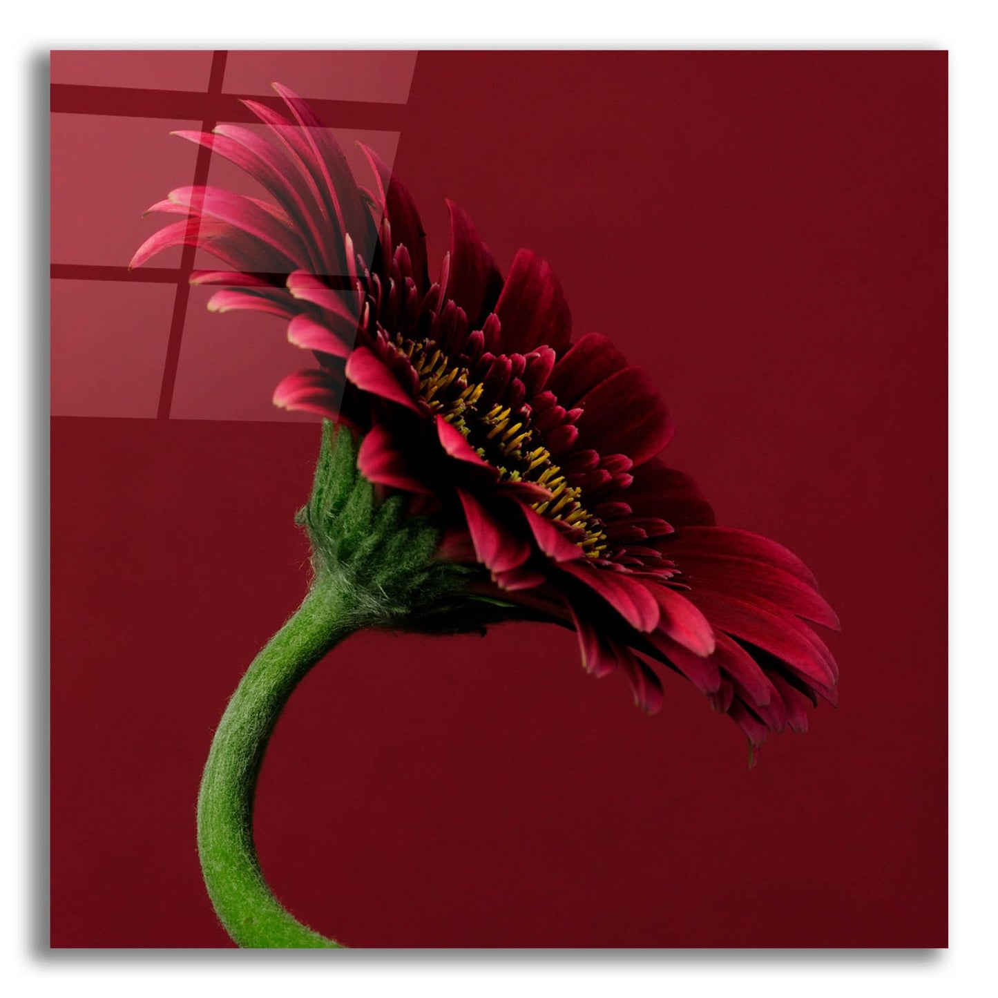 Epic Art 'Red Gerbera on Red 05' by Tom Quartermaine, Acrylic Glass Wall Art