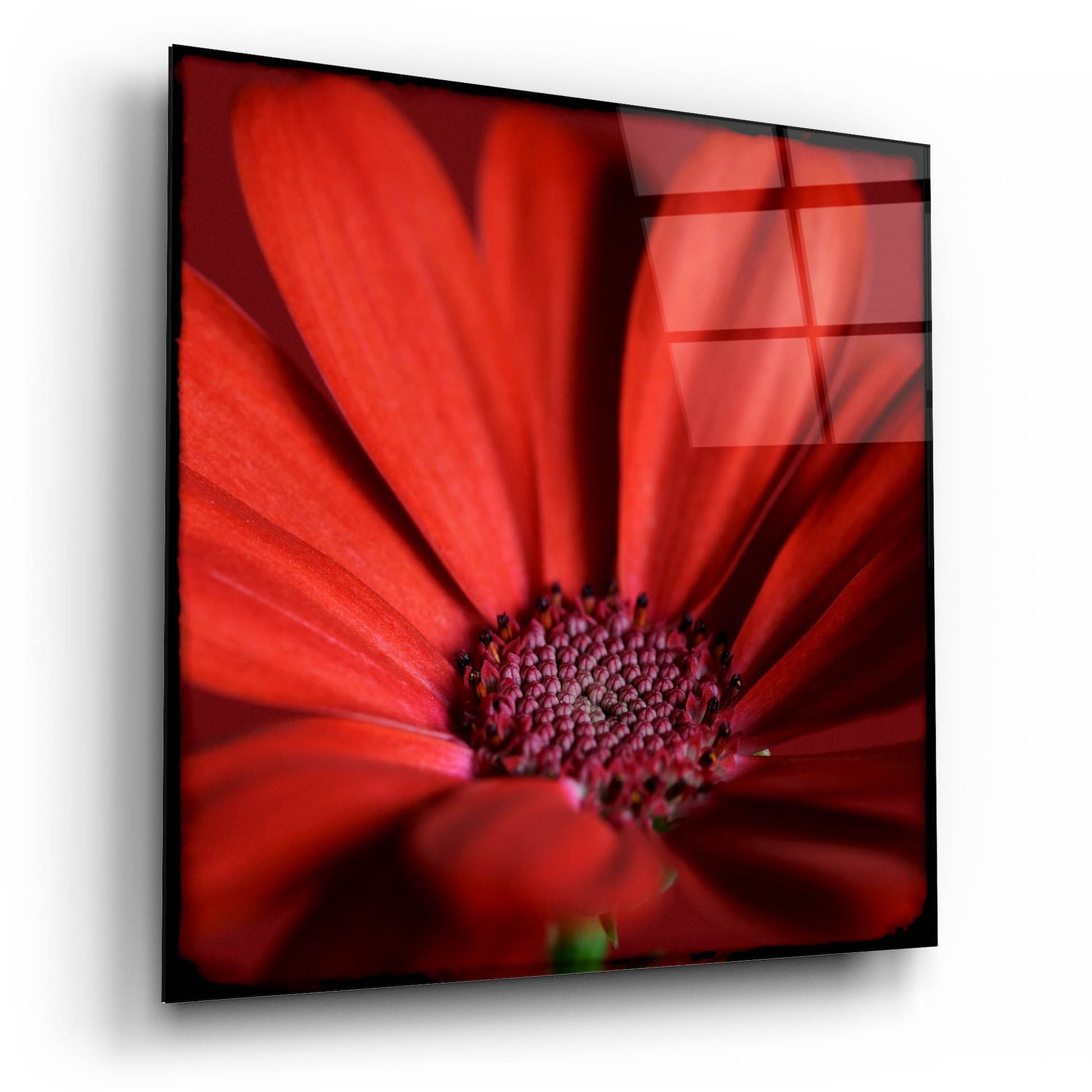 Epic Art 'Red Gerbera on Red 06' by Tom Quartermaine, Acrylic Glass Wall Art,12x12