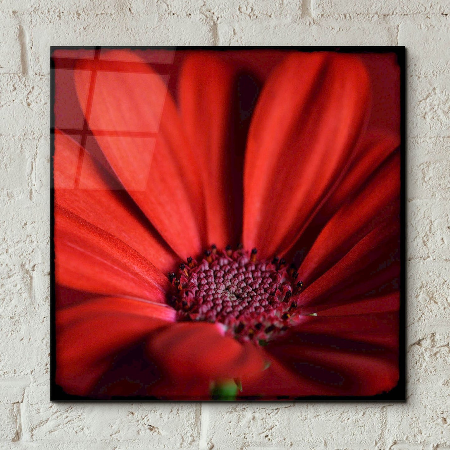 Epic Art 'Red Gerbera on Red 06' by Tom Quartermaine, Acrylic Glass Wall Art,12x12