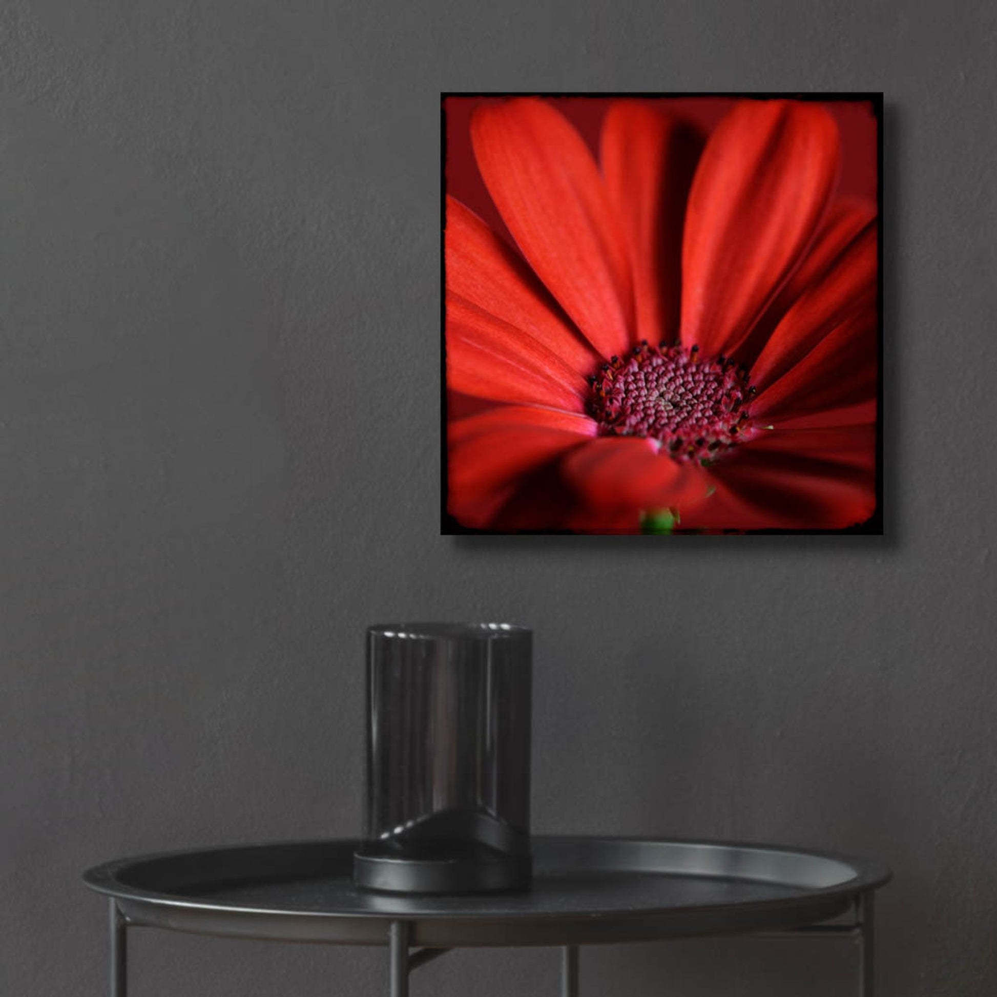 Epic Art 'Red Gerbera on Red 06' by Tom Quartermaine, Acrylic Glass Wall Art,12x12