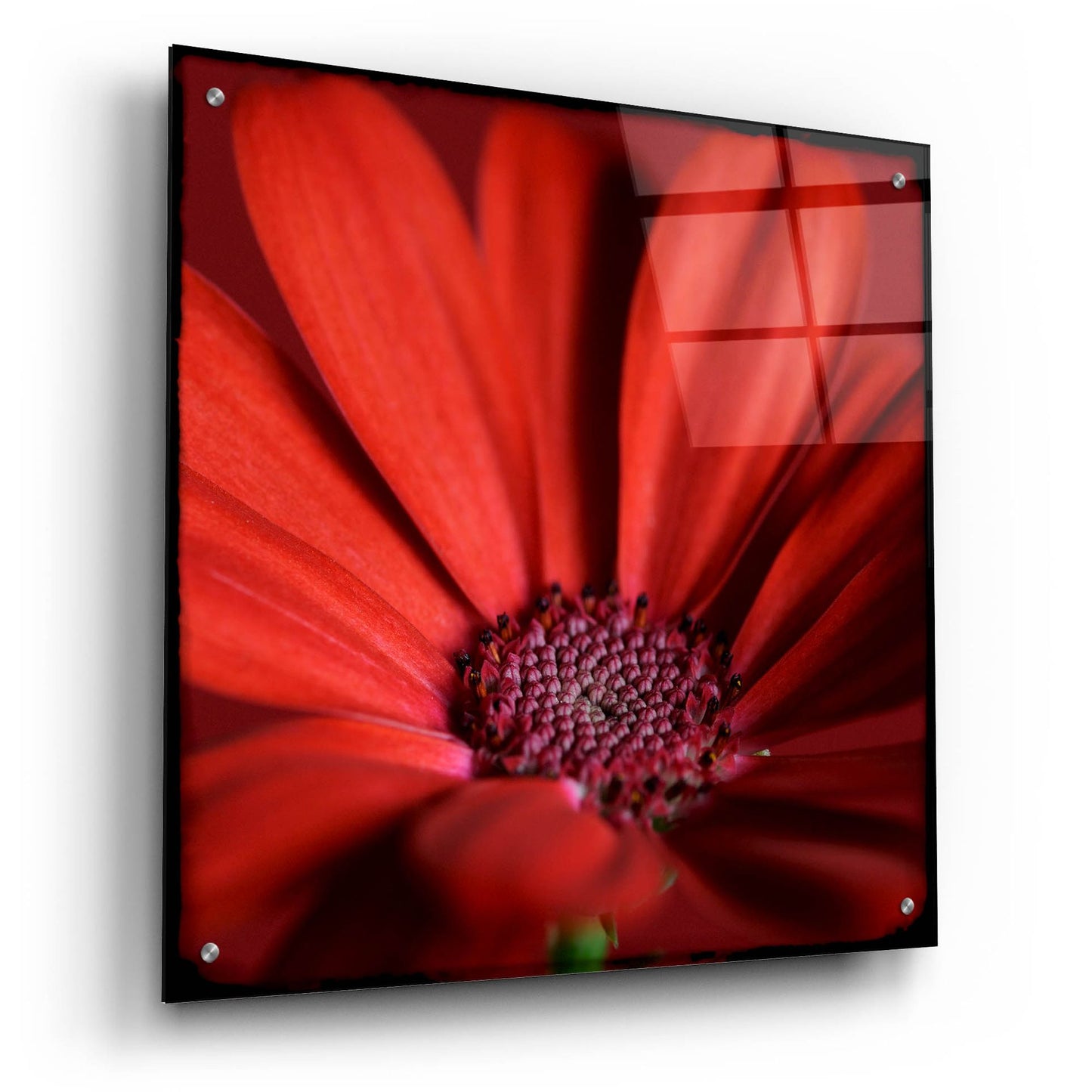 Epic Art 'Red Gerbera on Red 06' by Tom Quartermaine, Acrylic Glass Wall Art,24x24