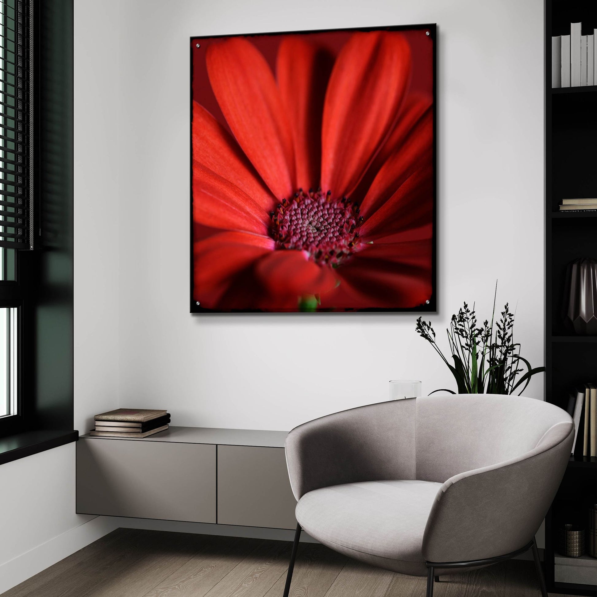 Epic Art 'Red Gerbera on Red 06' by Tom Quartermaine, Acrylic Glass Wall Art,36x36