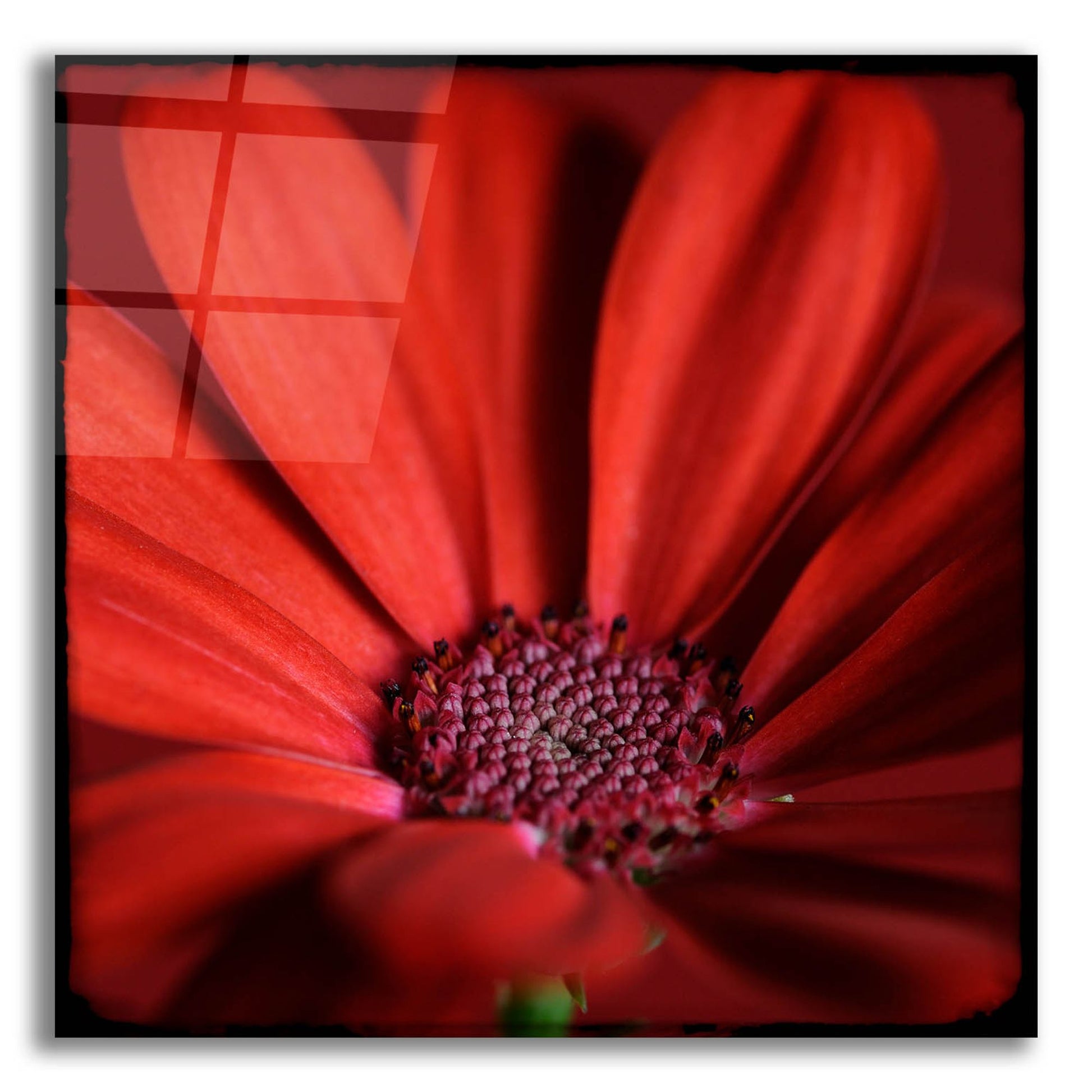 Epic Art 'Red Gerbera on Red 06' by Tom Quartermaine, Acrylic Glass Wall Art