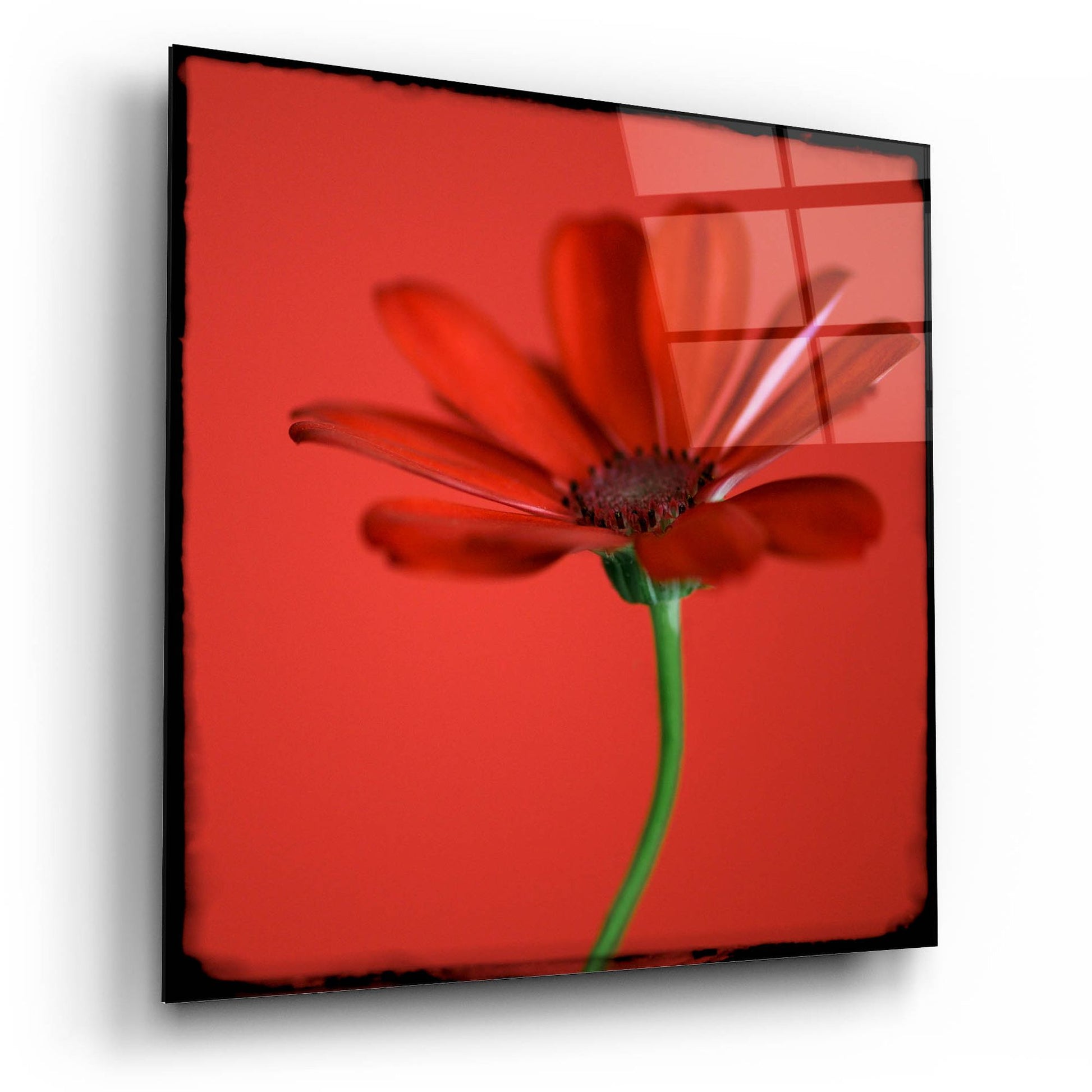 Epic Art 'Red Gerbera on Red 07' by Tom Quartermaine, Acrylic Glass Wall Art,12x12