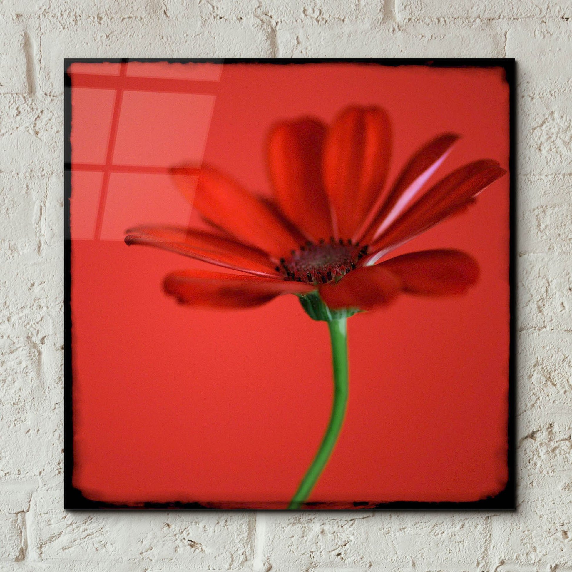 Epic Art 'Red Gerbera on Red 07' by Tom Quartermaine, Acrylic Glass Wall Art,12x12