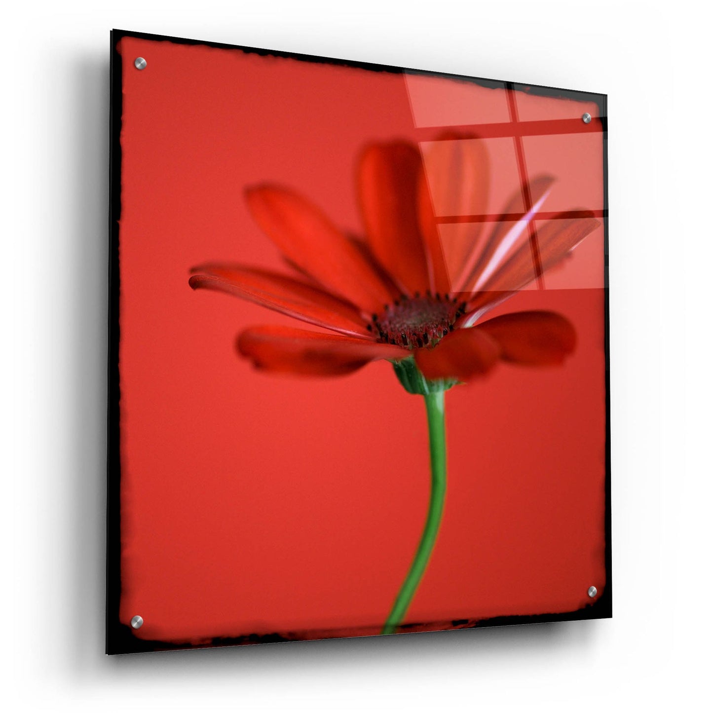 Epic Art 'Red Gerbera on Red 07' by Tom Quartermaine, Acrylic Glass Wall Art,24x24